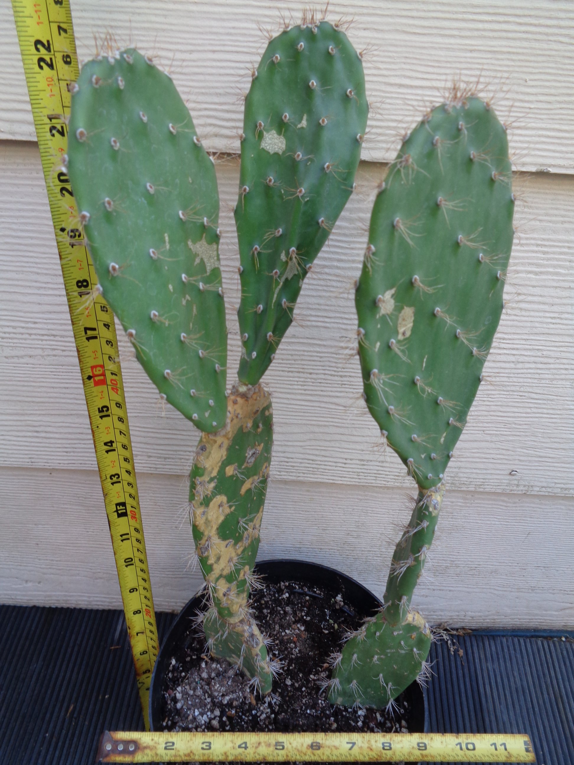 Opuntia Megasperma