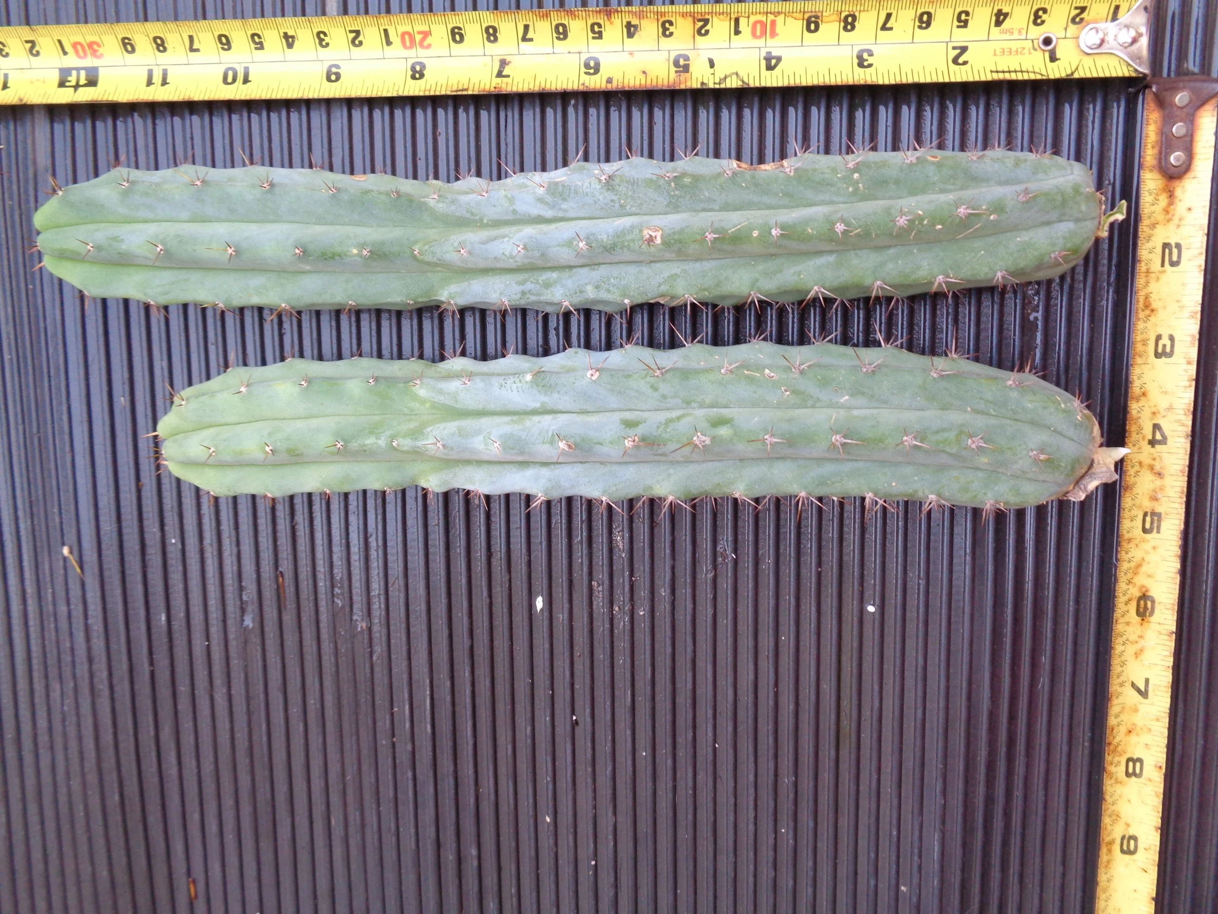 Taz Bridgesii