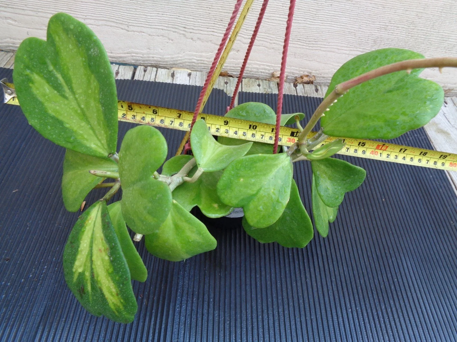 Hoya Kerrii Reverse Variegated