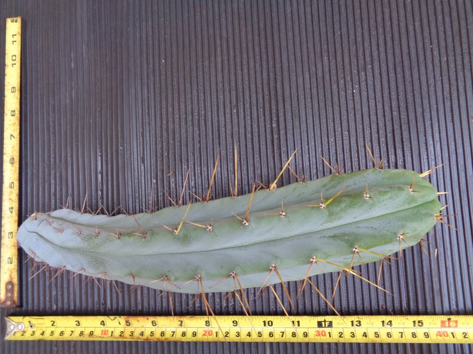 Huanucoensis