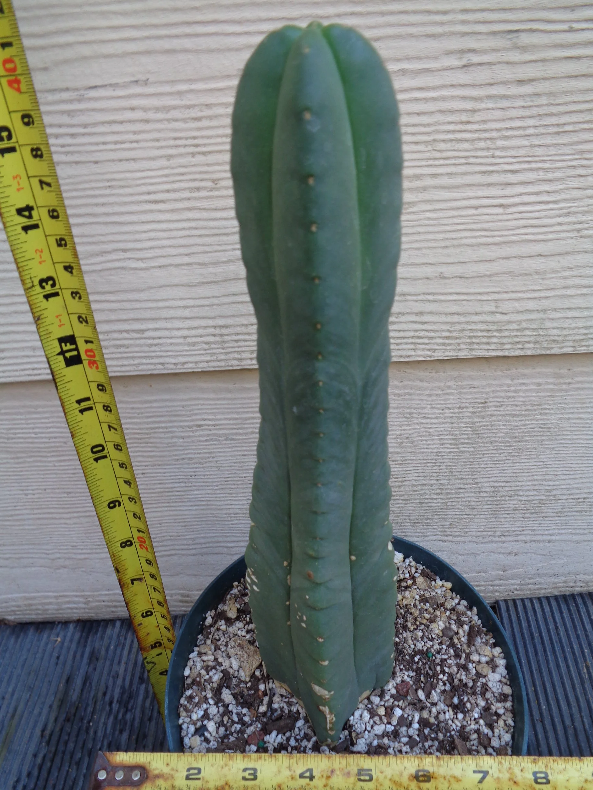 Scopulicola