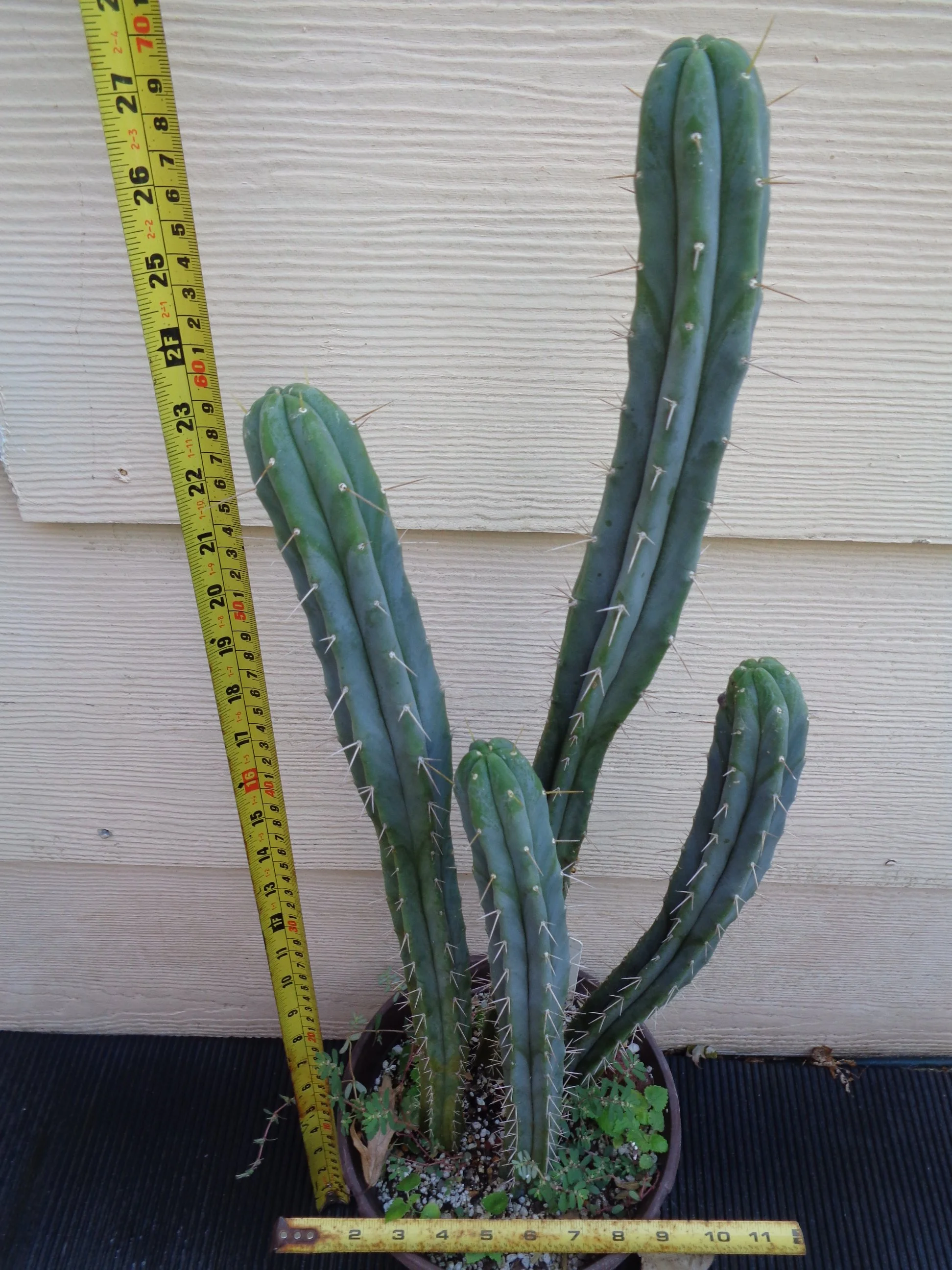 Emerald City Bridgesii