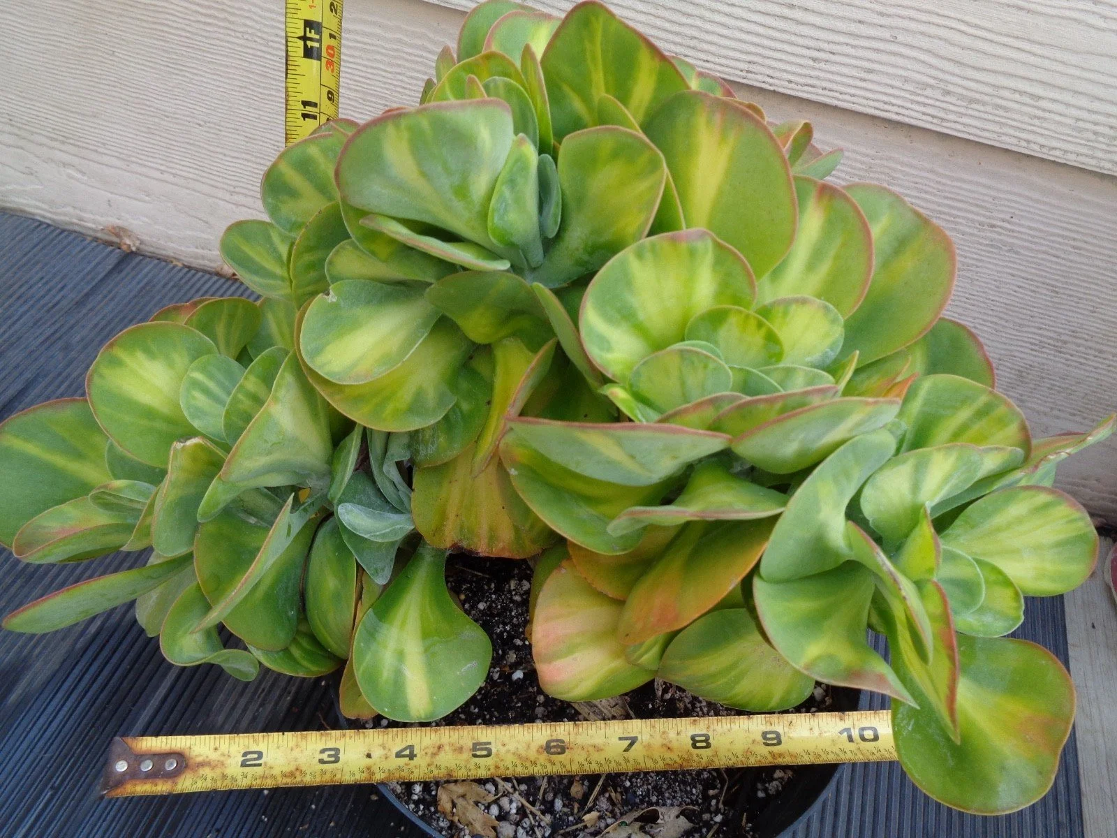 Kalanchoe Thyrsiflora Variegated Crest