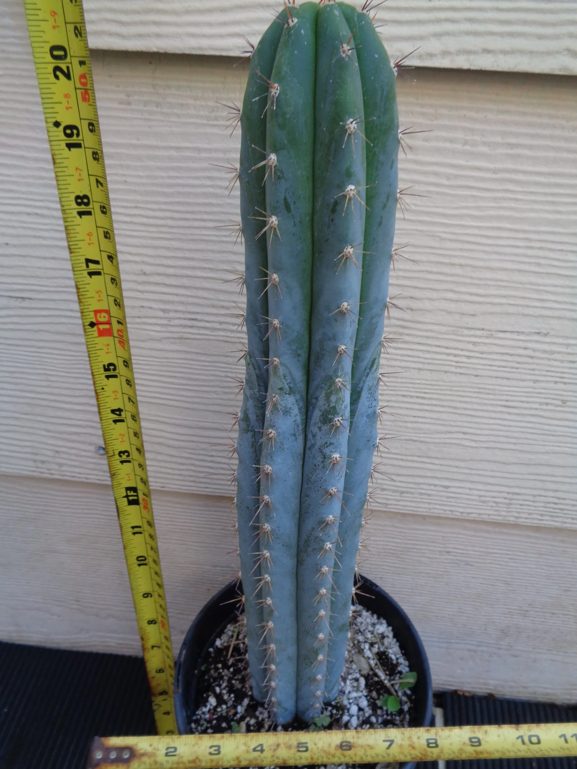 Matucana