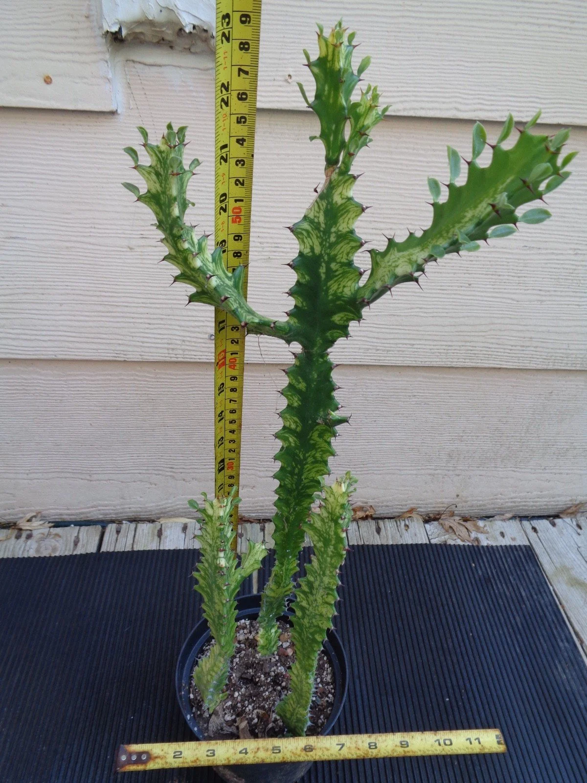 Euphorbia Variegated