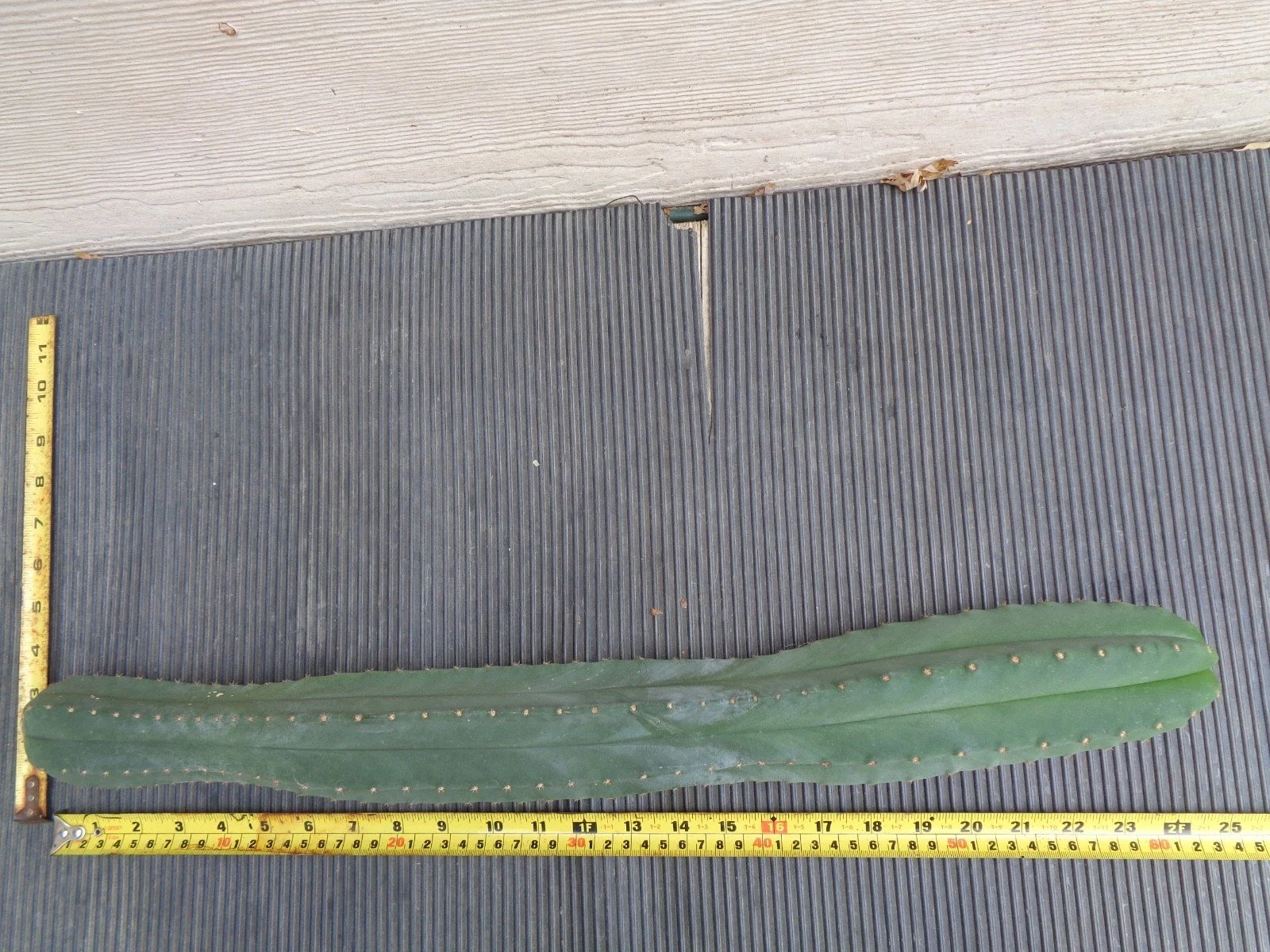 Cordobensis Lance