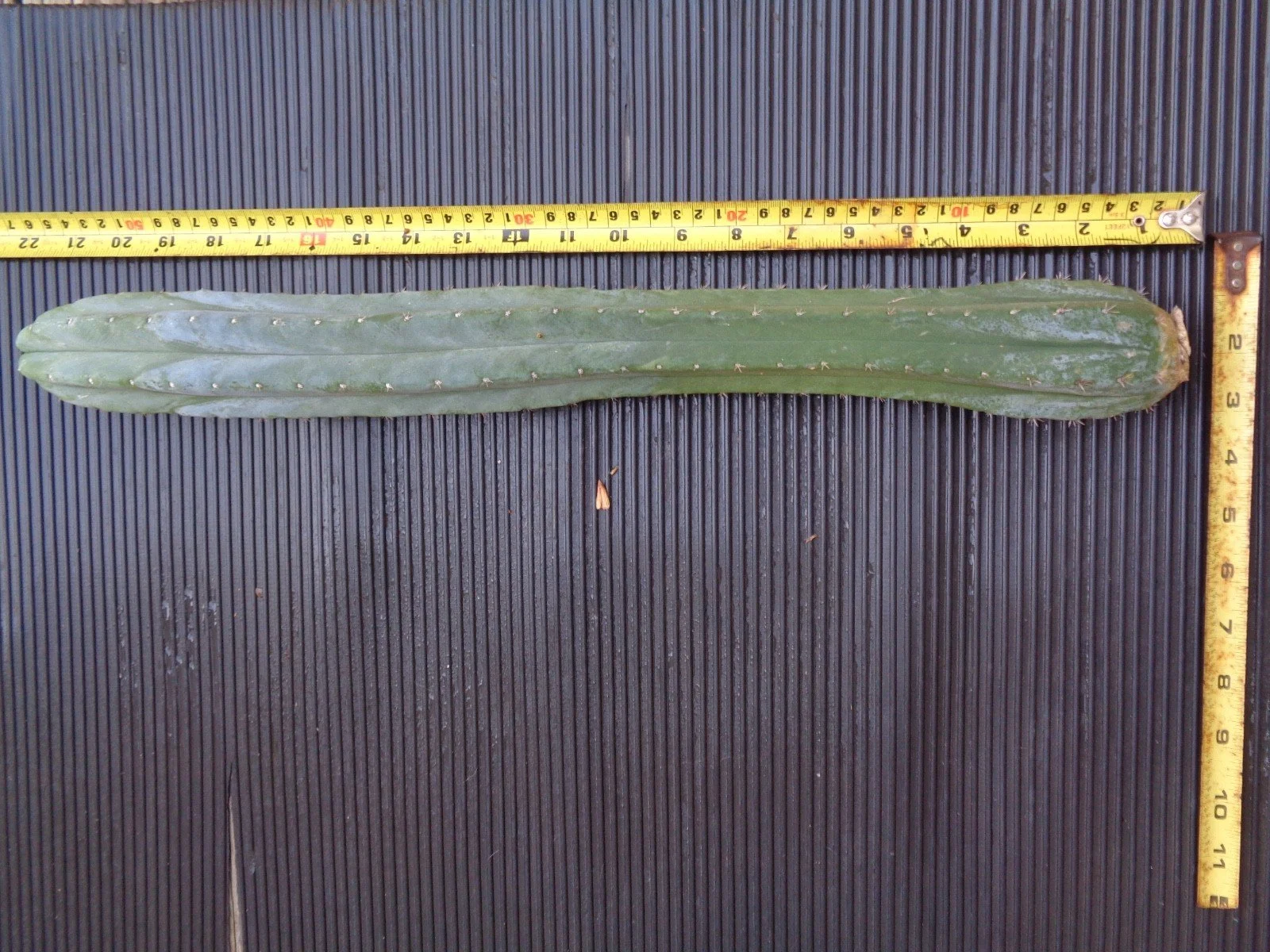 Colossus 66.0159