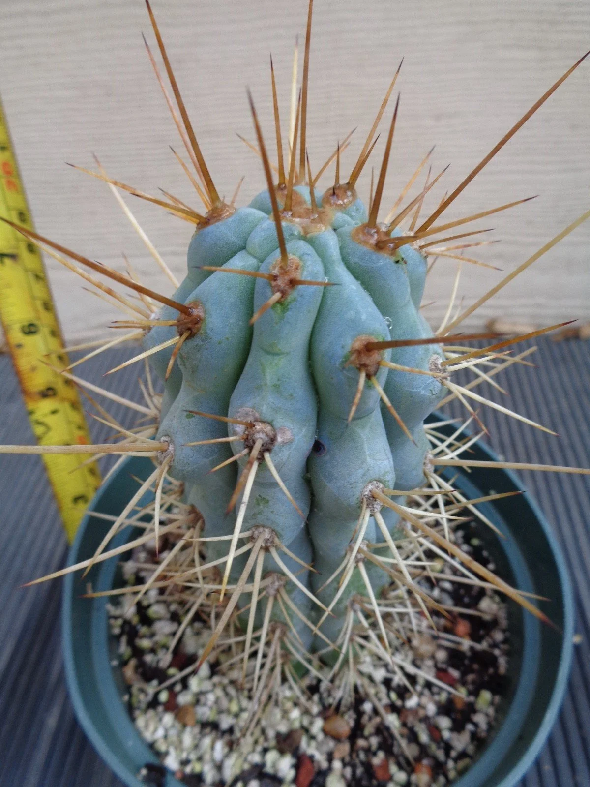 Browningia Hertlingiana