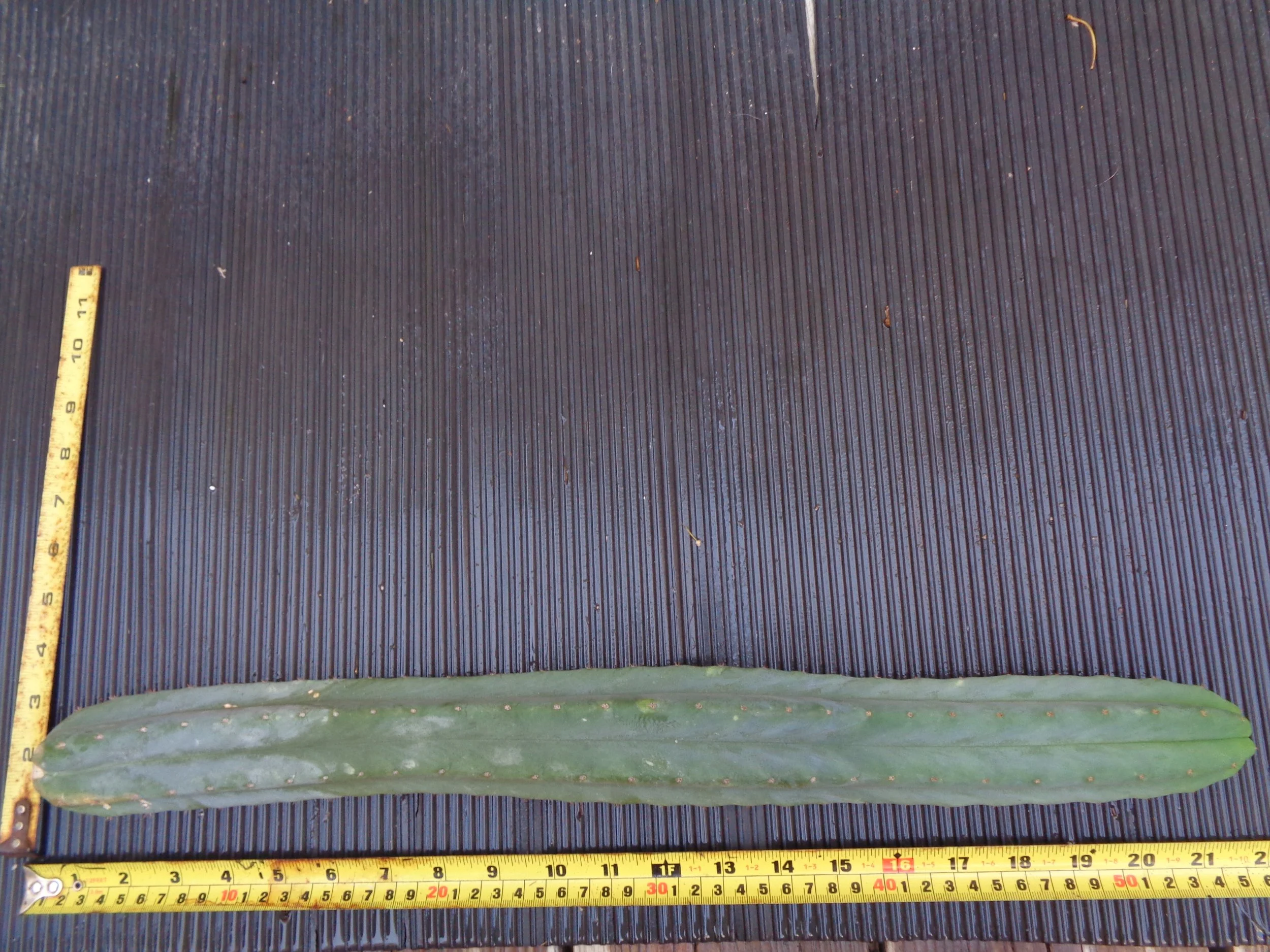 Ecuadorian Pach