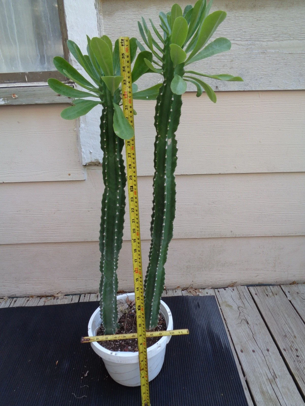 Euphorbia Royleana