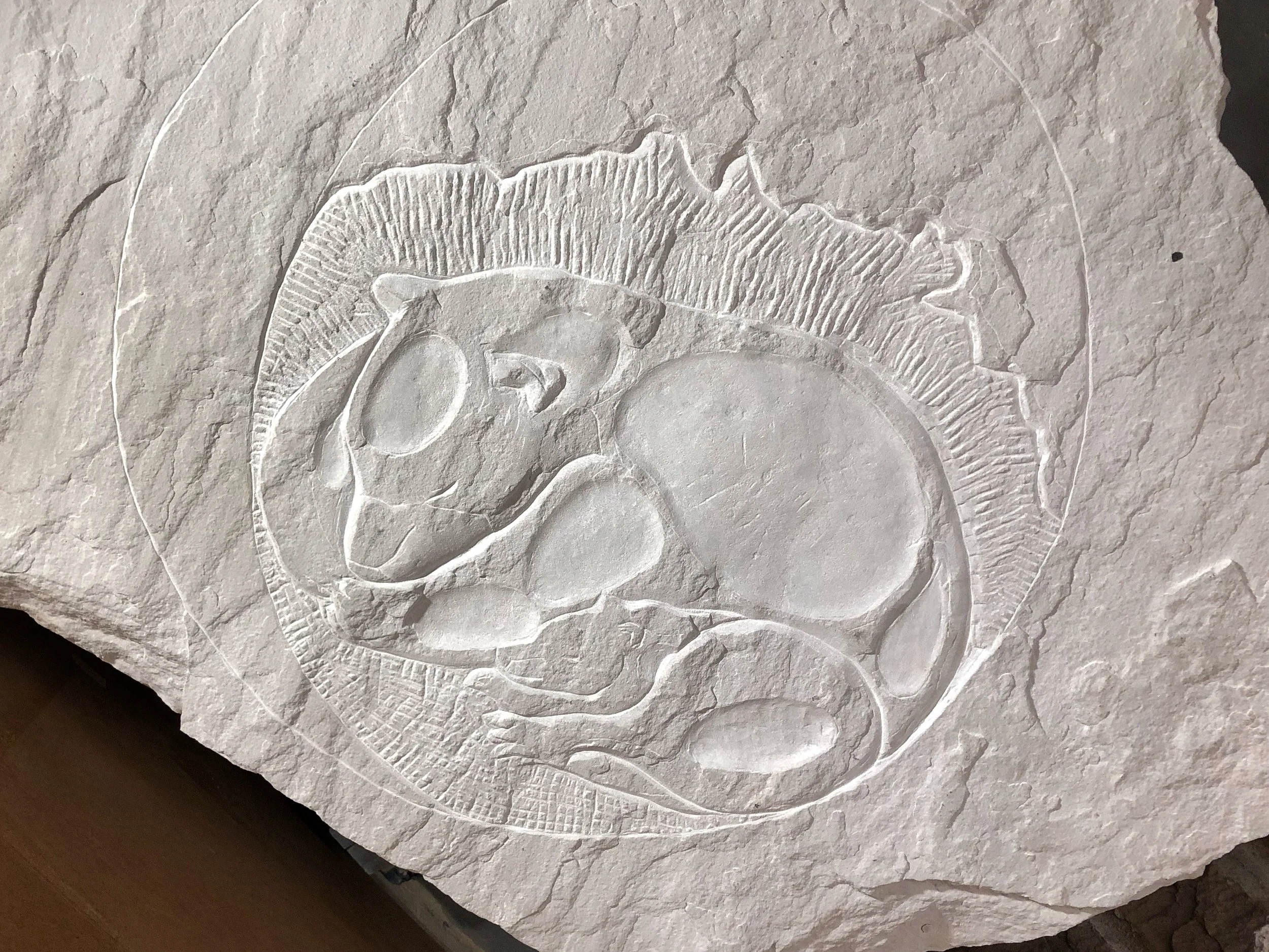 carving - 1 (1).jpeg