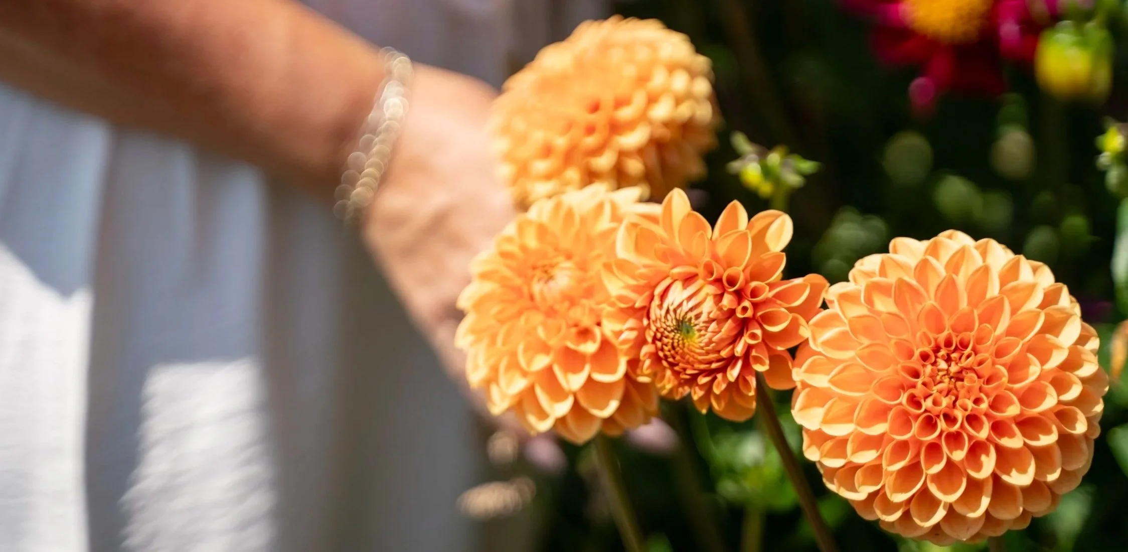 Close-up of orange dahlias in a garden with a blurred background