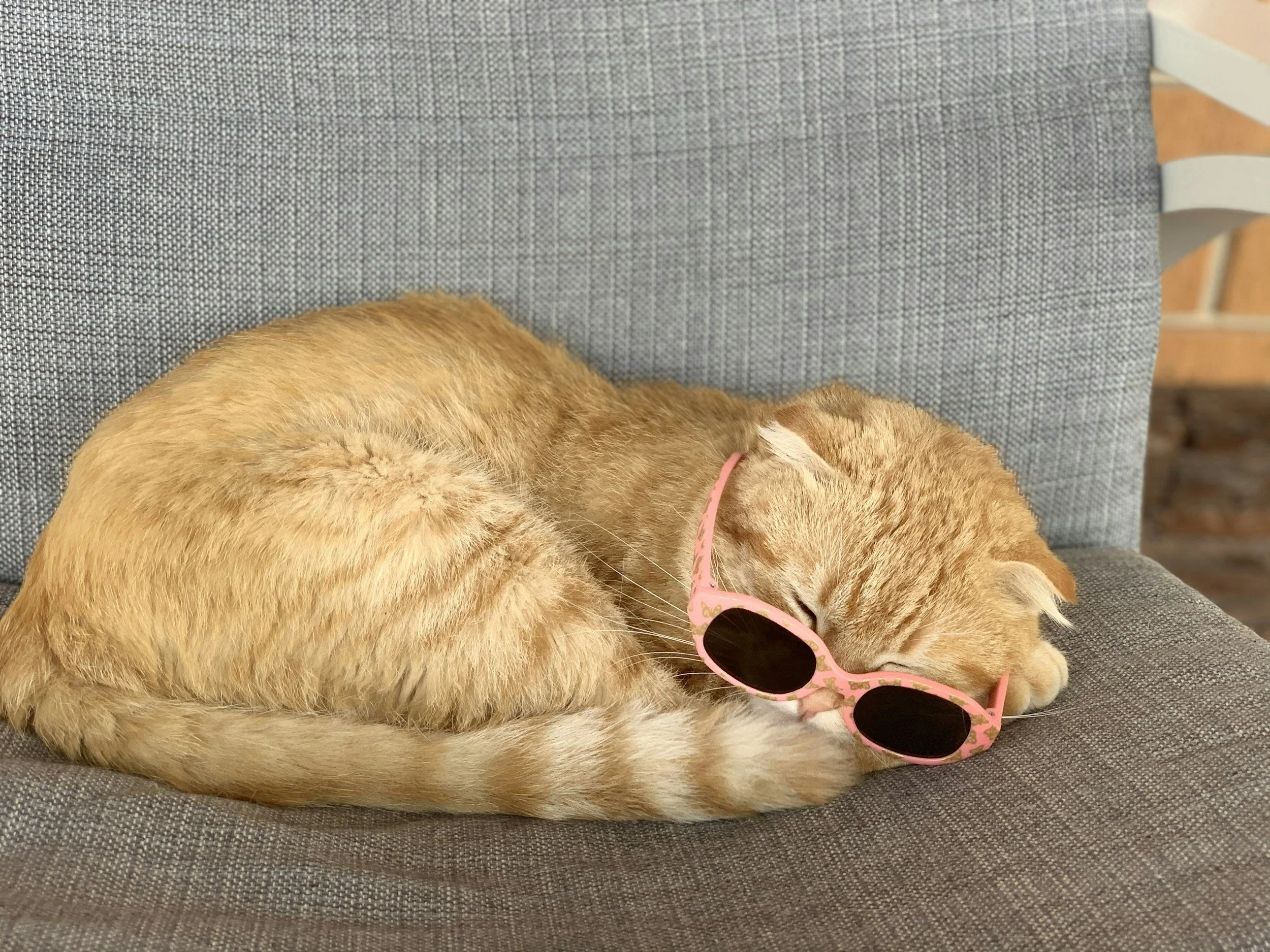 An orange tabby cat lying on a gray textured chair, wearing pink sunglasses with gold details, with a pink collar.