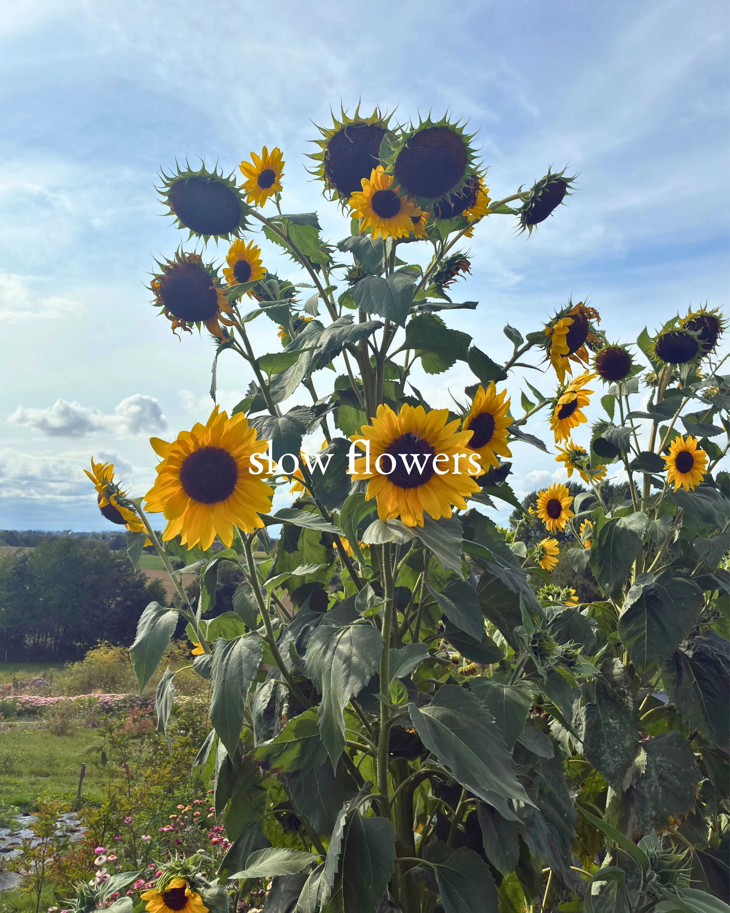Tall sunflower plants with yellow petals and dark centers in a field under a partly cloudy sky.