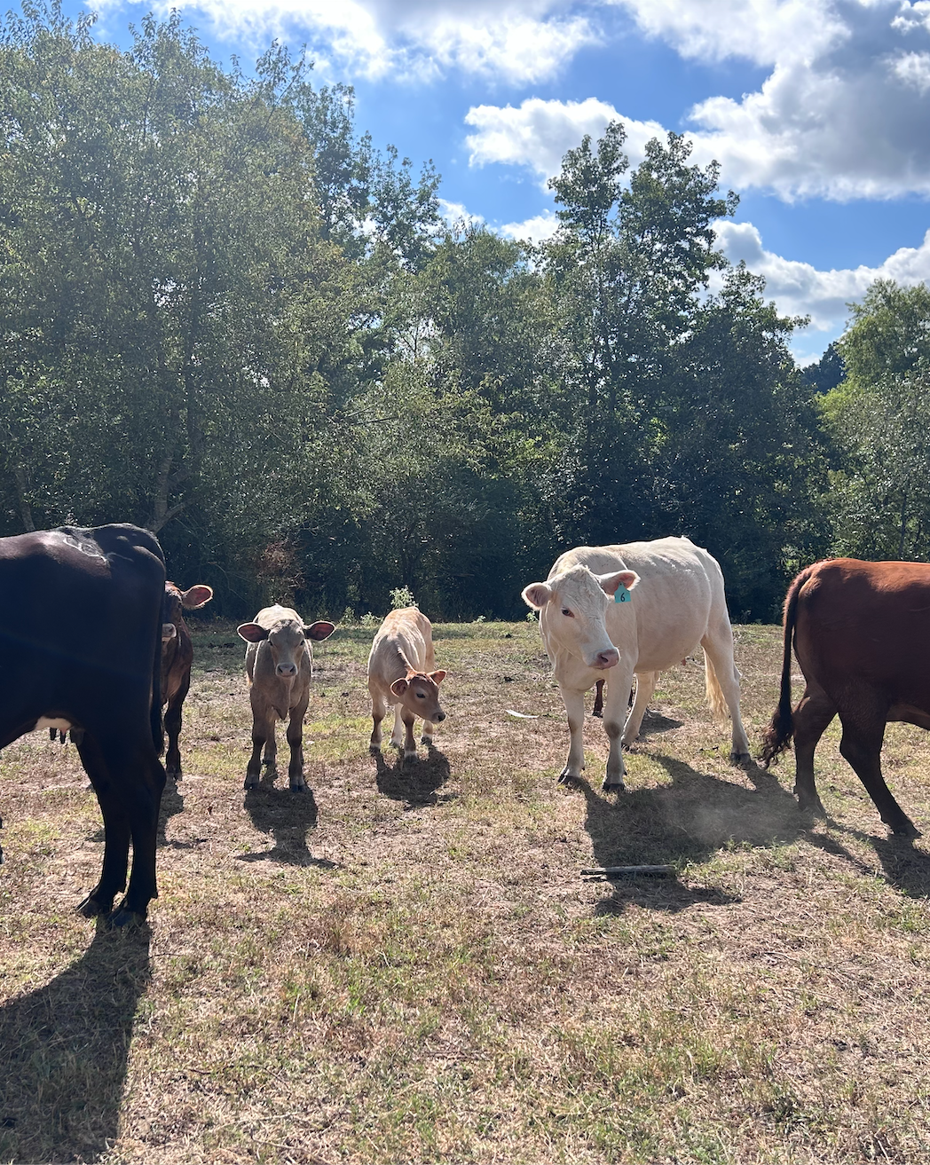 Group of calves and cows standing on a grassy field outdoors with trees and a partly cloudy sky in the background.