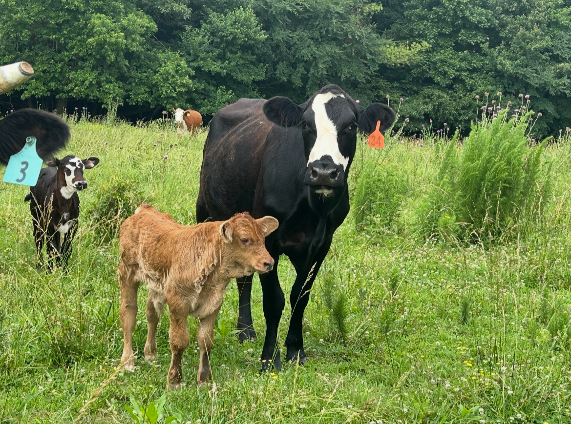 A group of cows and a calf standing in a grassy field with trees in the background.