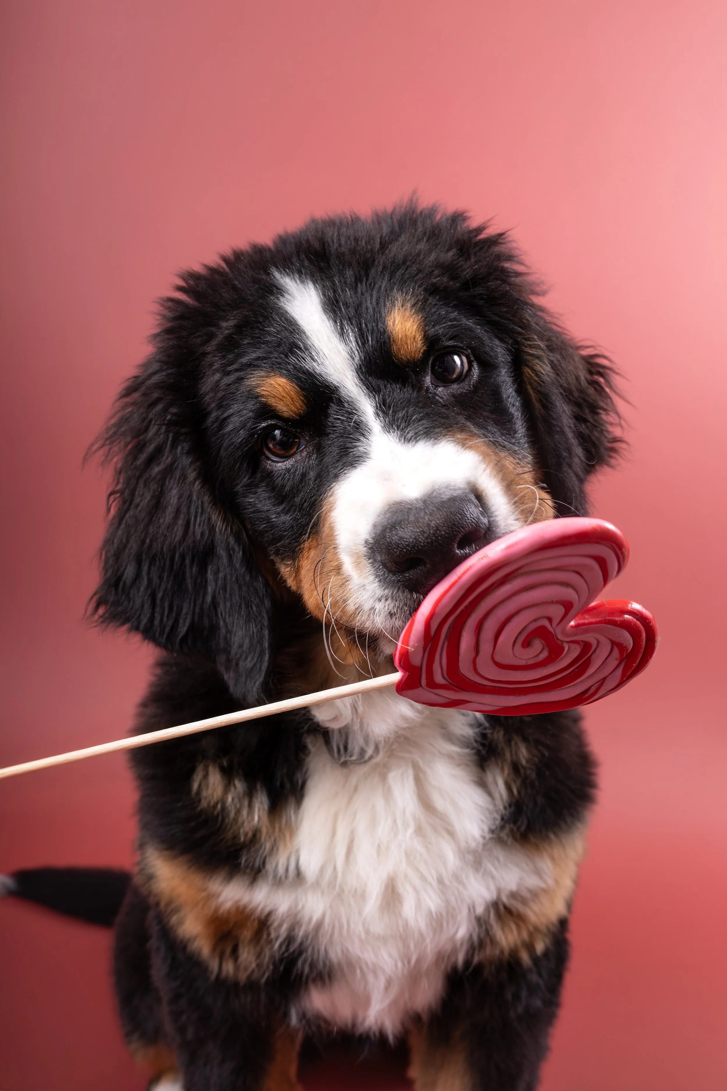 photographe lille, photographe canin, chiot bouvier, bouvier bernois, sucette coeur, fond vieux rose, clic and pawtes