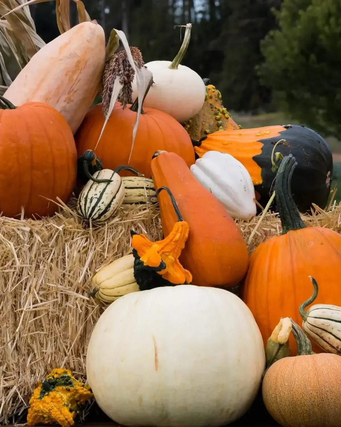 Pumpkins-and-gourds