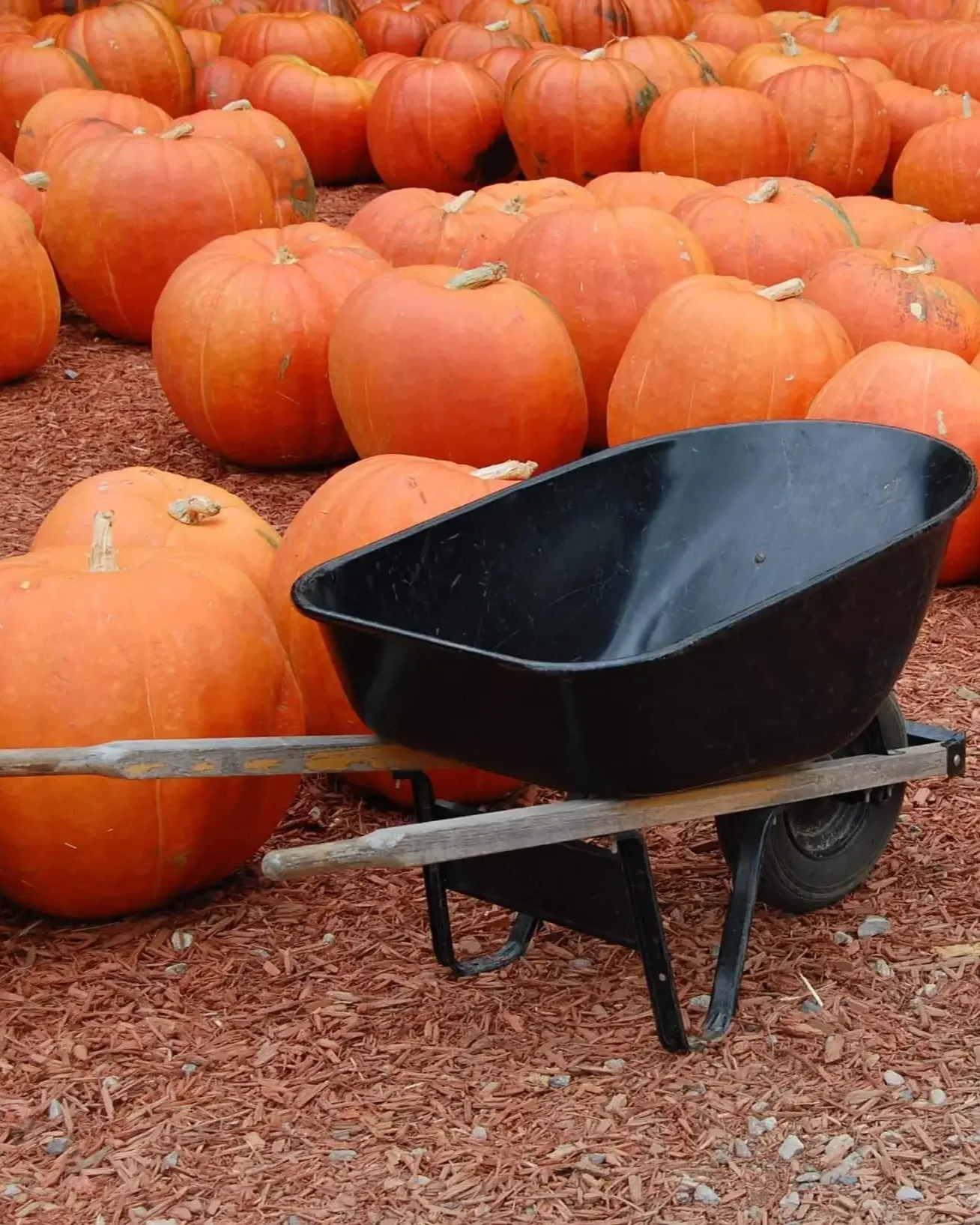 Extra-Large-Pumpkins-and-wheelbarrel