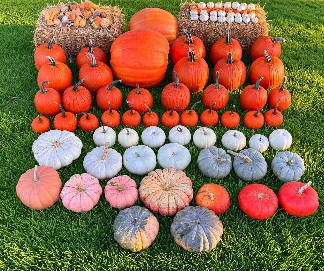 Jack-o'-Lantern, Pie, White Ghost and Gourds: Pumpkin Types Explained