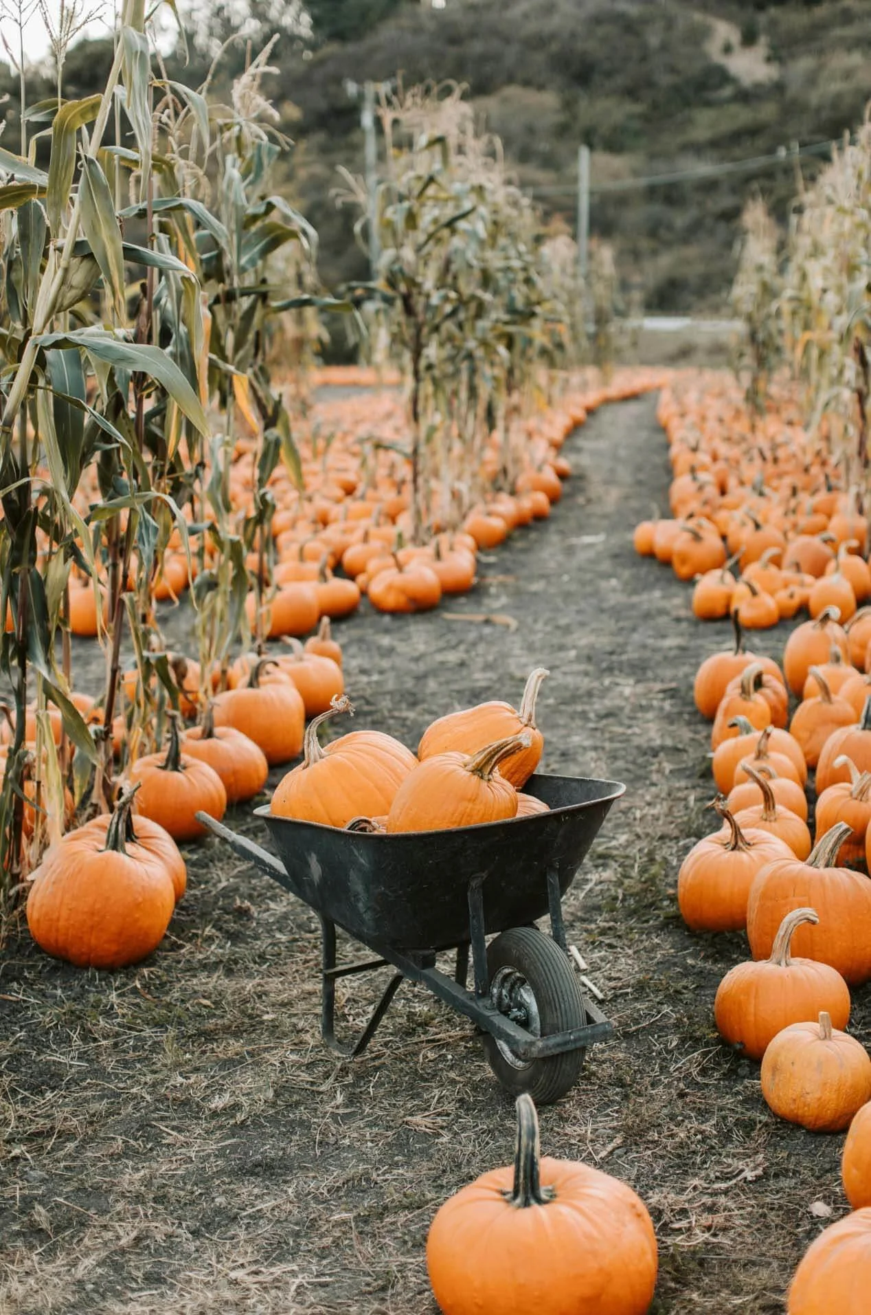 selection of pumpkins in a black wheelbarrow in a field of pumpkins and drying corn stalks