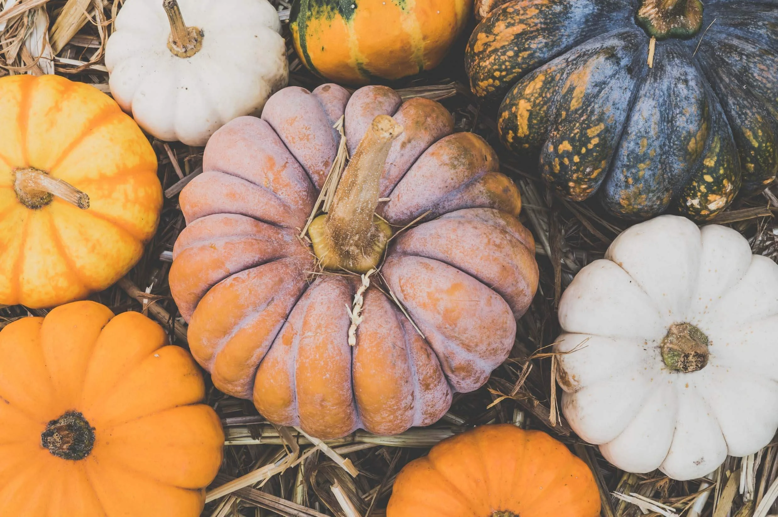 pumpkins in a field