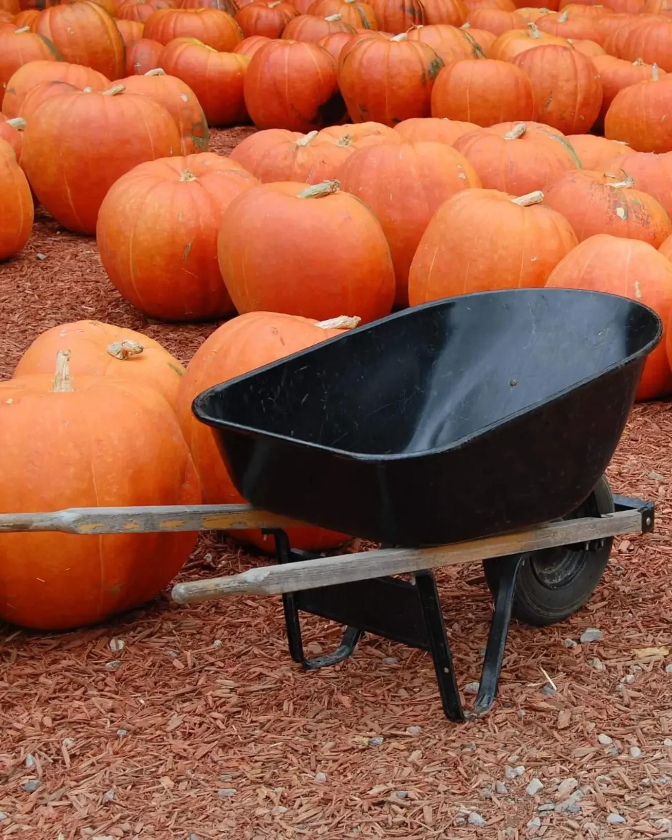 Picking-Pumpkins-from-patch