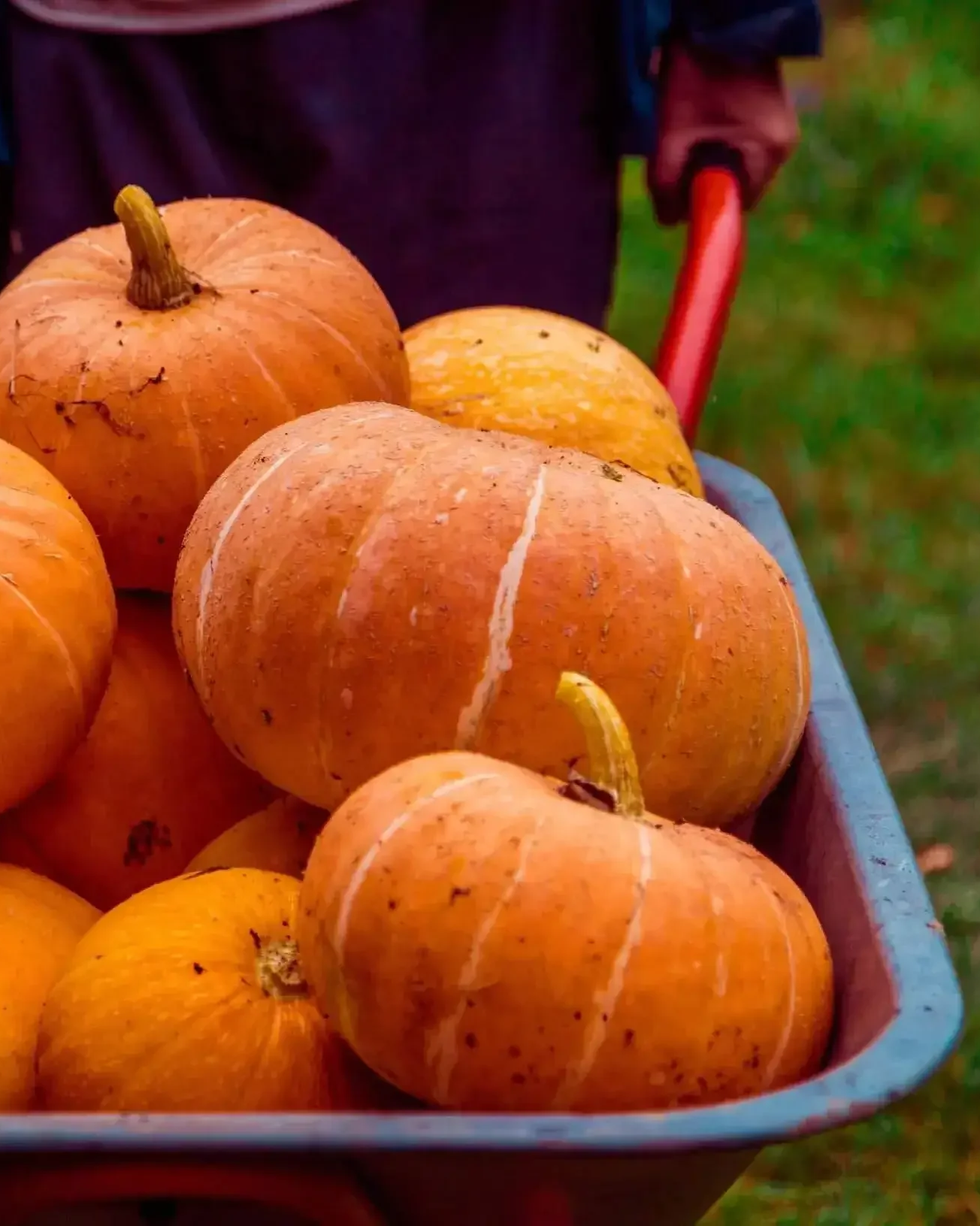 heirloom-pumpkin-in-a-wheelbarrel