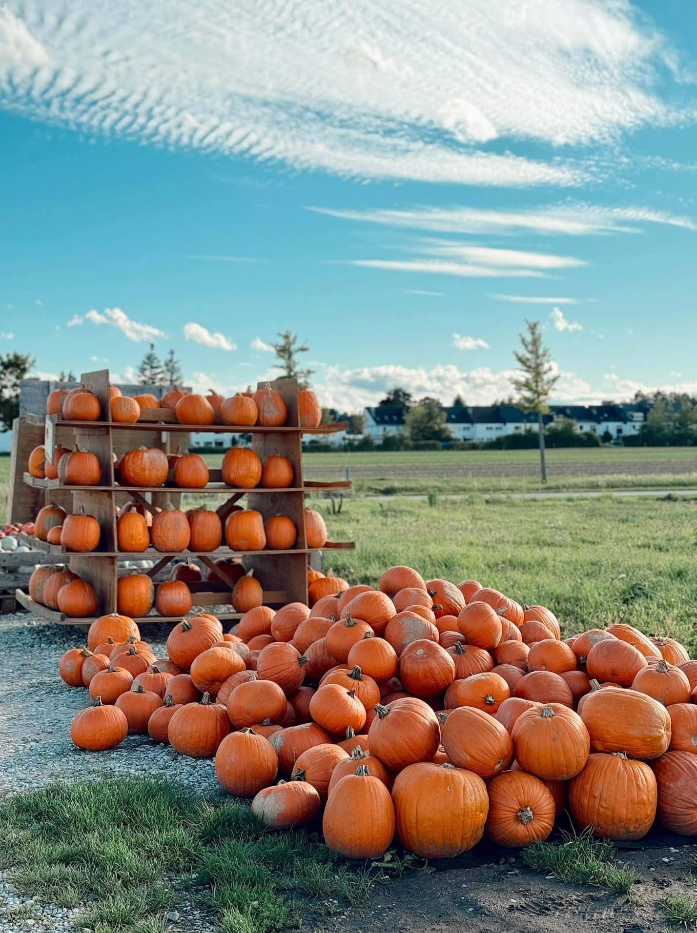 pumpkins in a huge heap in front of a display of pumpkins on shelf in an open outdoor field