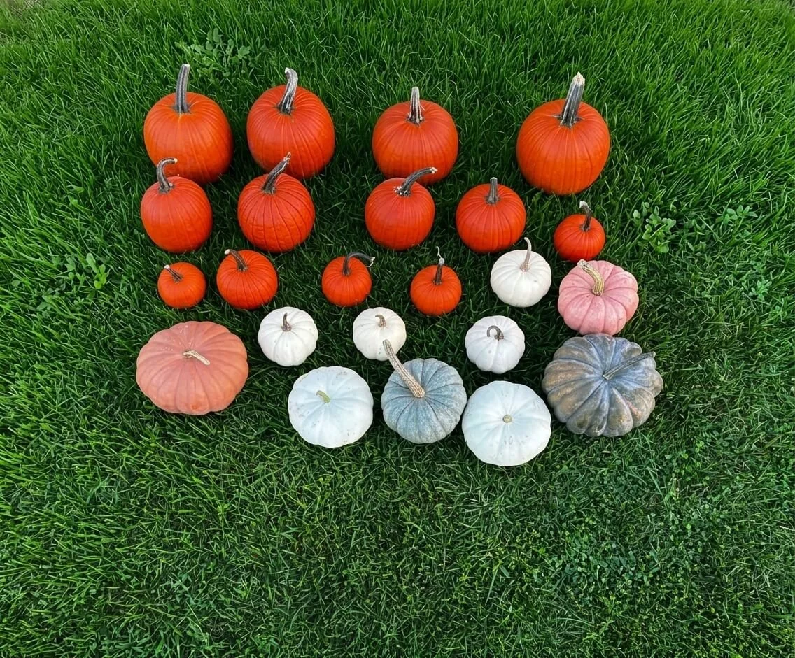 The-Harvest-Springboro-OH-45005-Pumpkins-and-Gourds.jpg