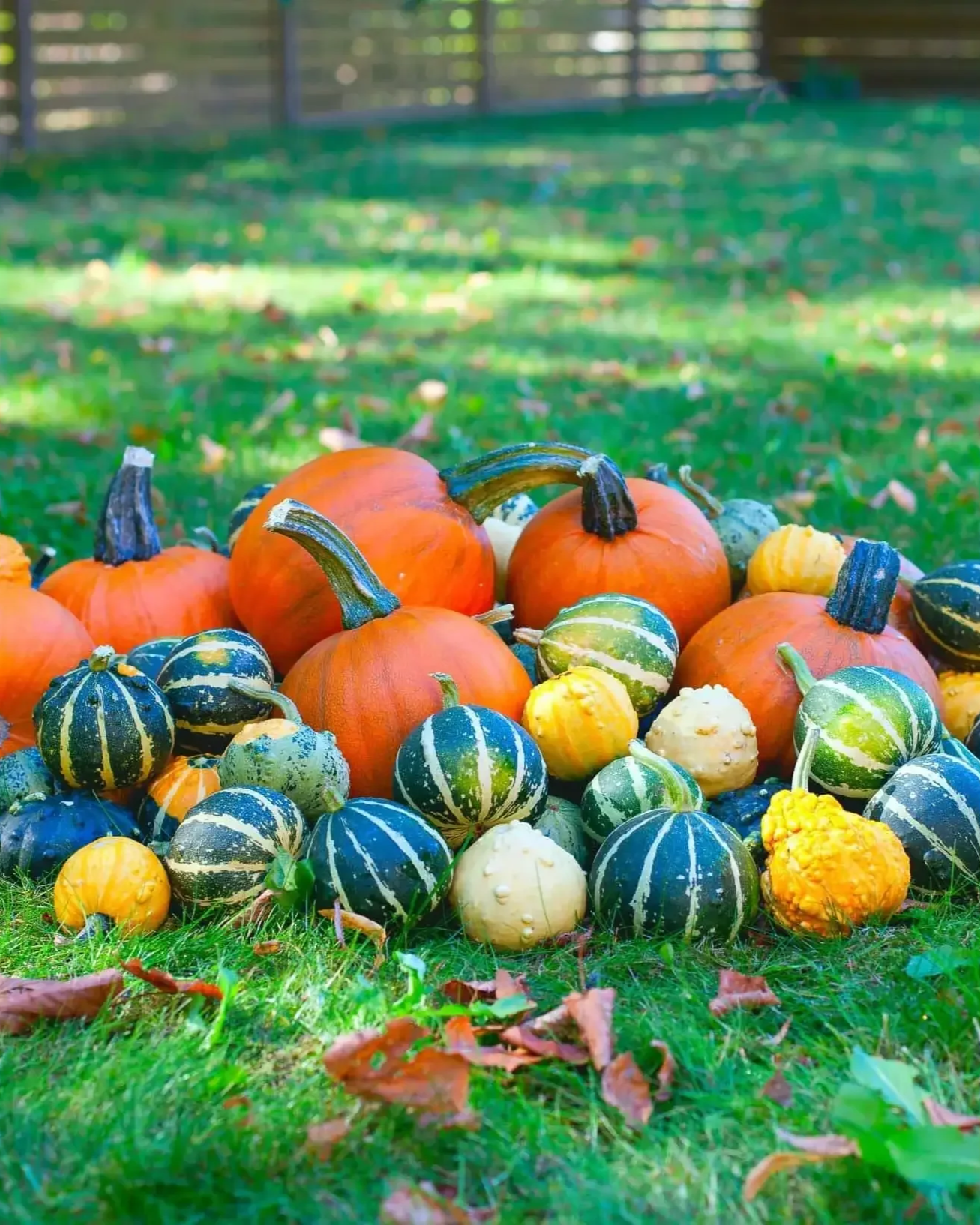 Pumpkin-and-gourds