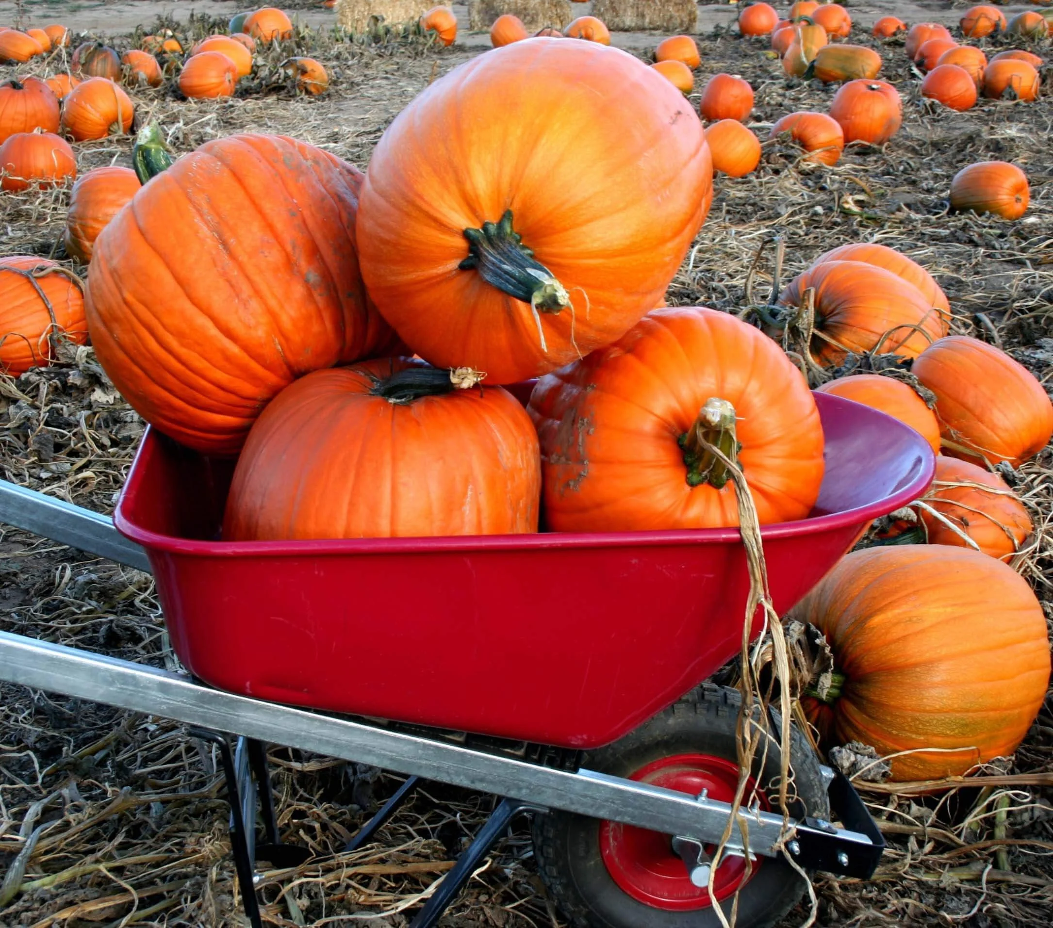 Stack of pumpkins in a red wheelbarrow in a field of pumpkins