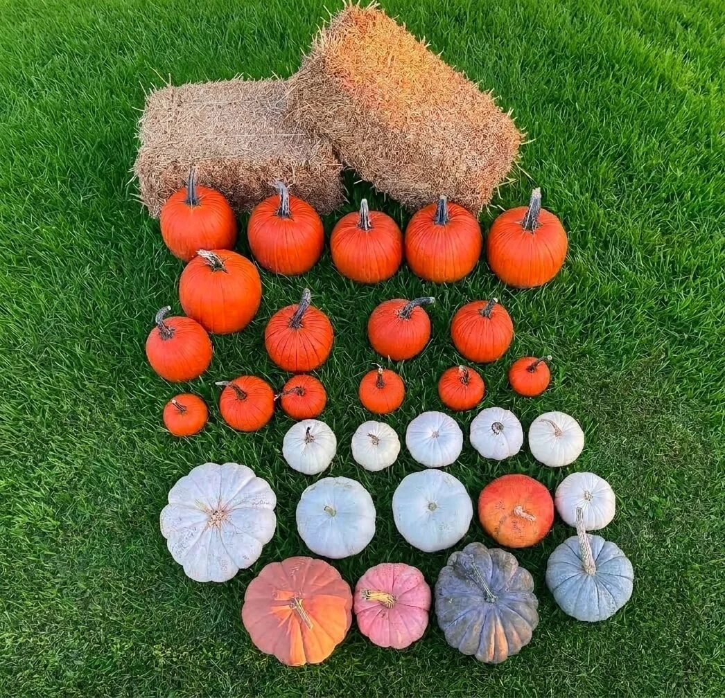 Early-Harvest-Dayton-OH-45401-Pumpkins-and-Gourds.jpg.jpg