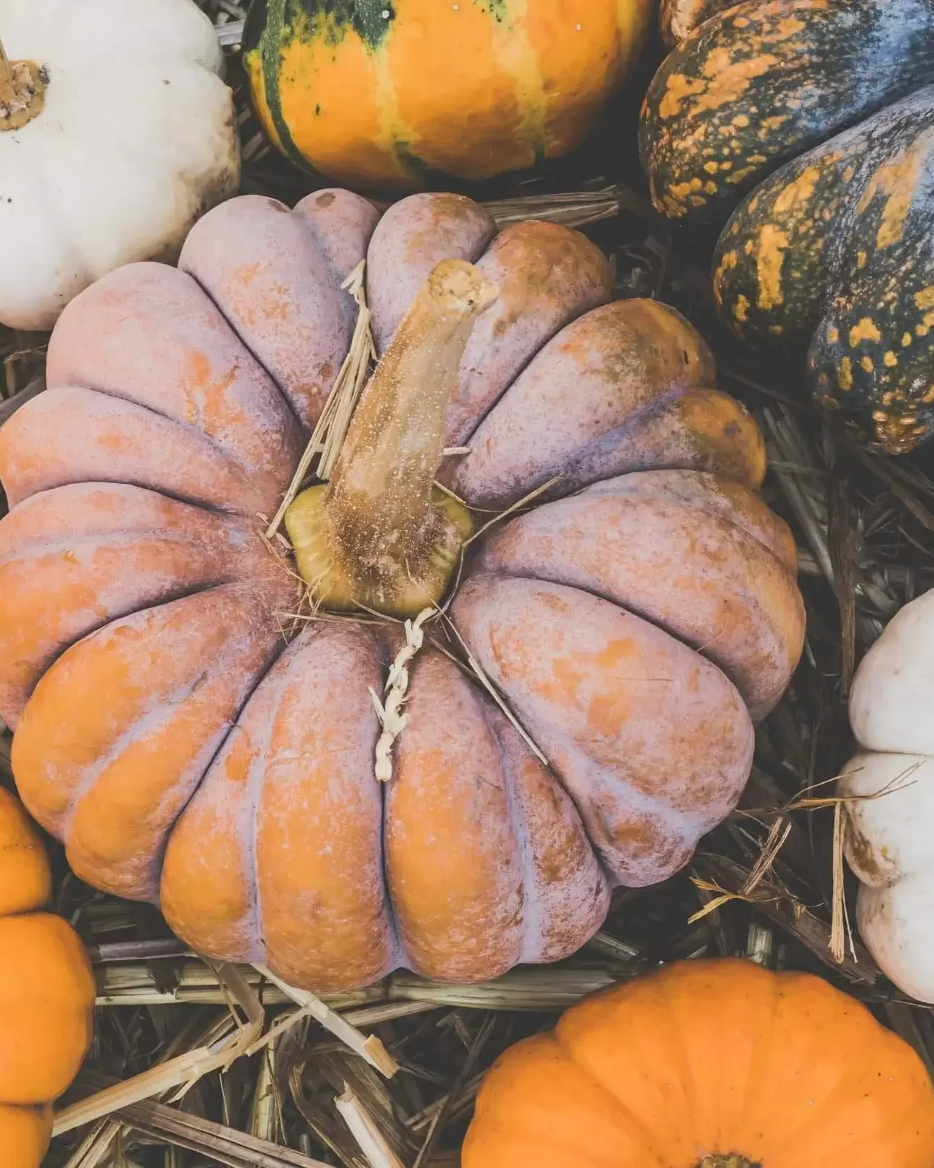 Pumpkin-patch