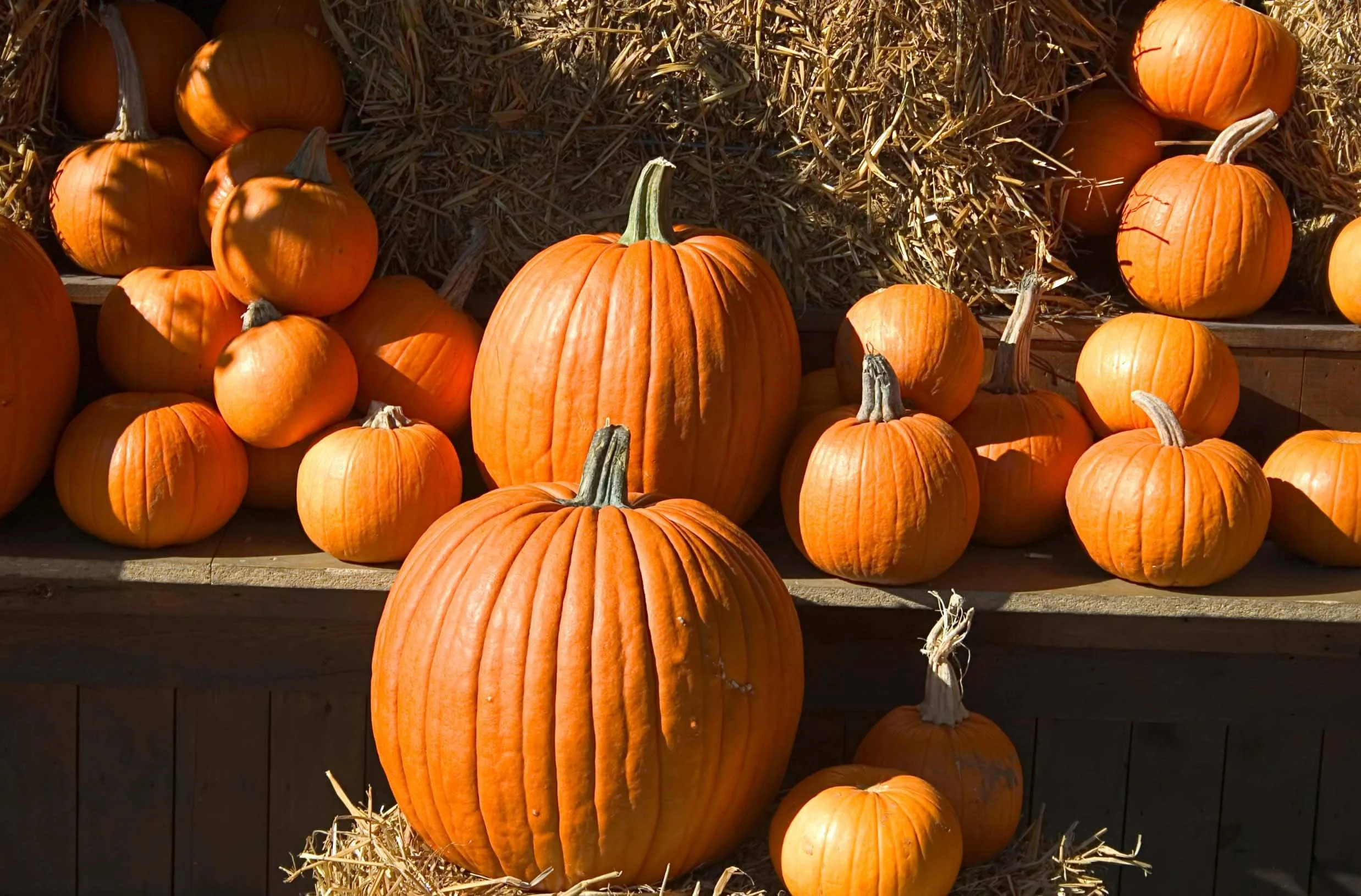 image of scattered pumpkins of different sizes ready for delivery to dayton ohio