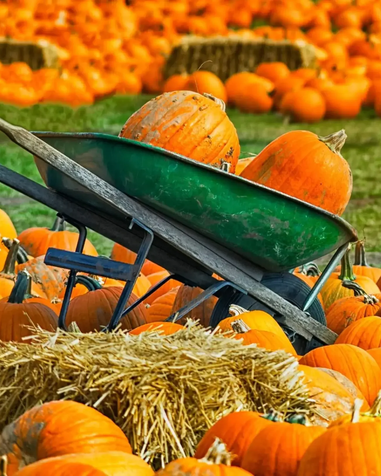 large-Pumpkins-in-a-cart