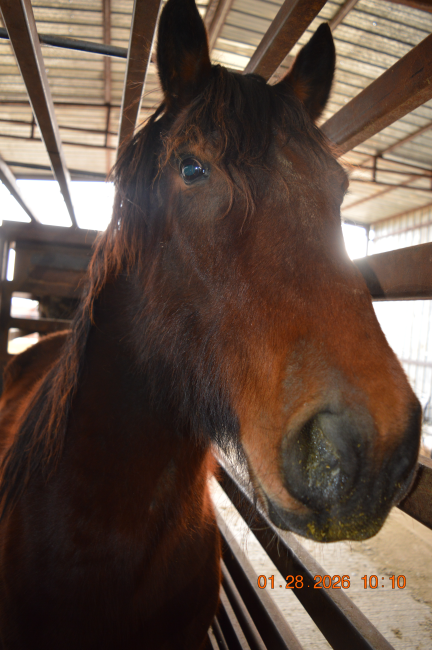 This is the first and only photo I saw of Uno on the Online Corral