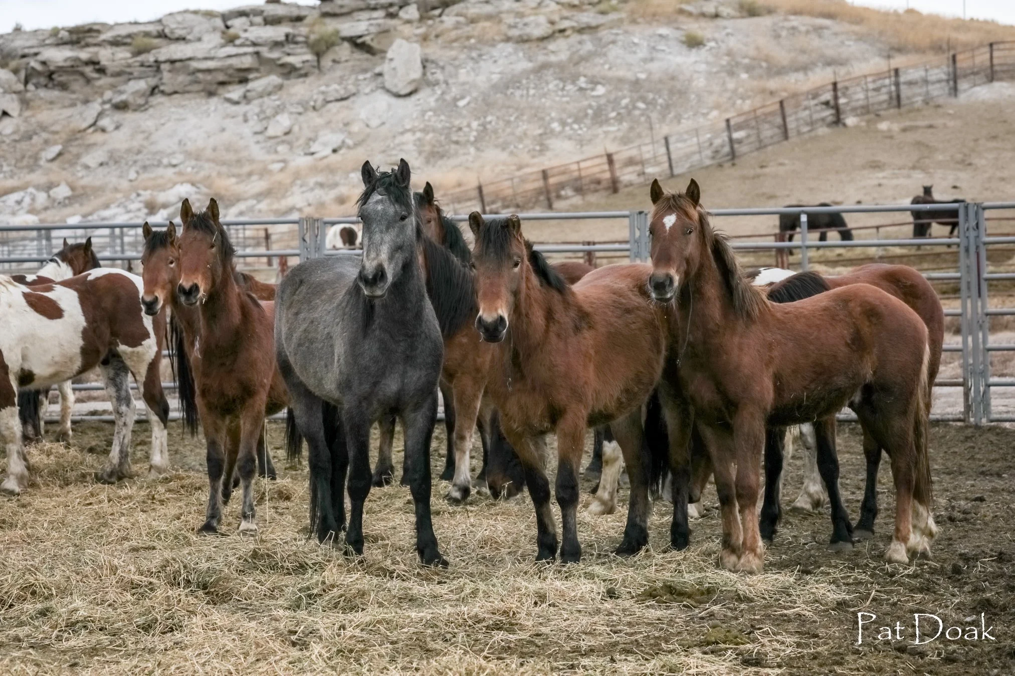 Mustangs standing in holding, photo taken by Pat Doak.