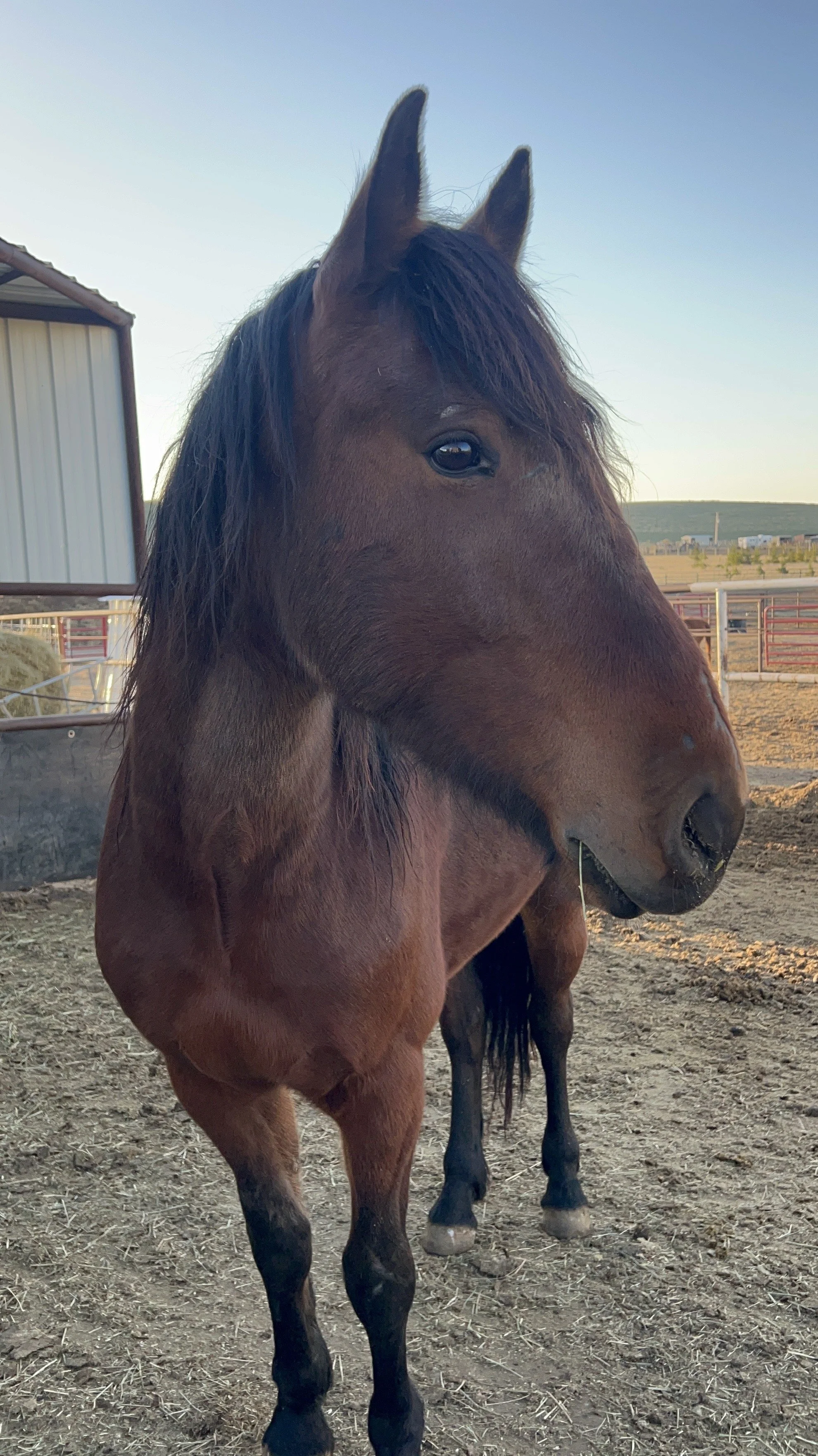 Uno mustang from Outside HA, WY