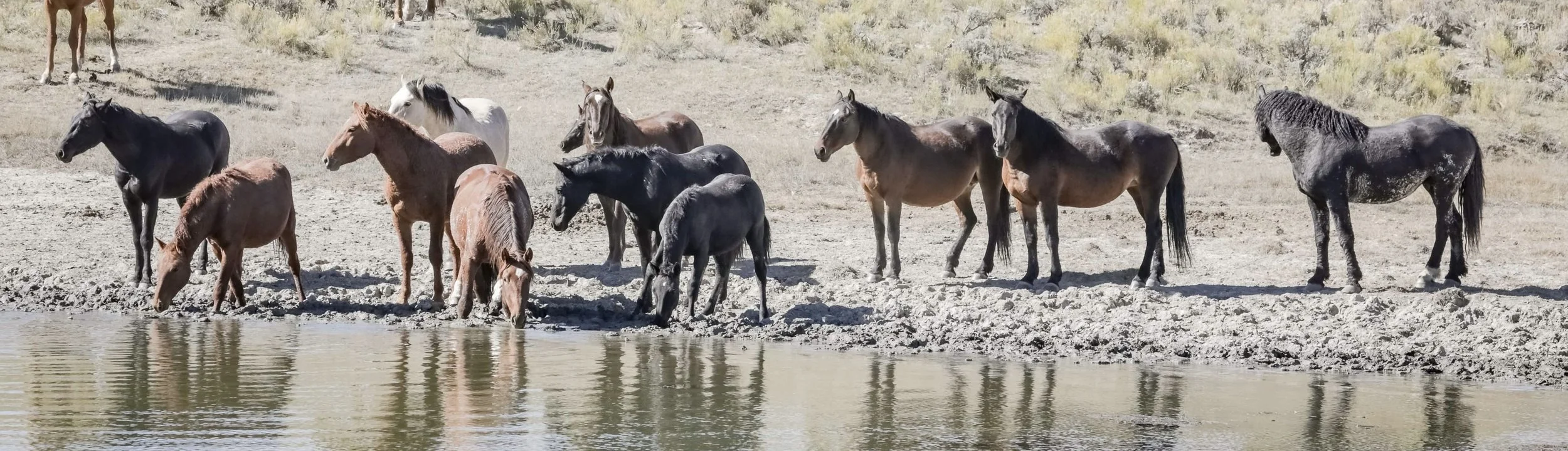 Photo taken by Pat Doak of Salt Wells, WY, HMA Wild horses