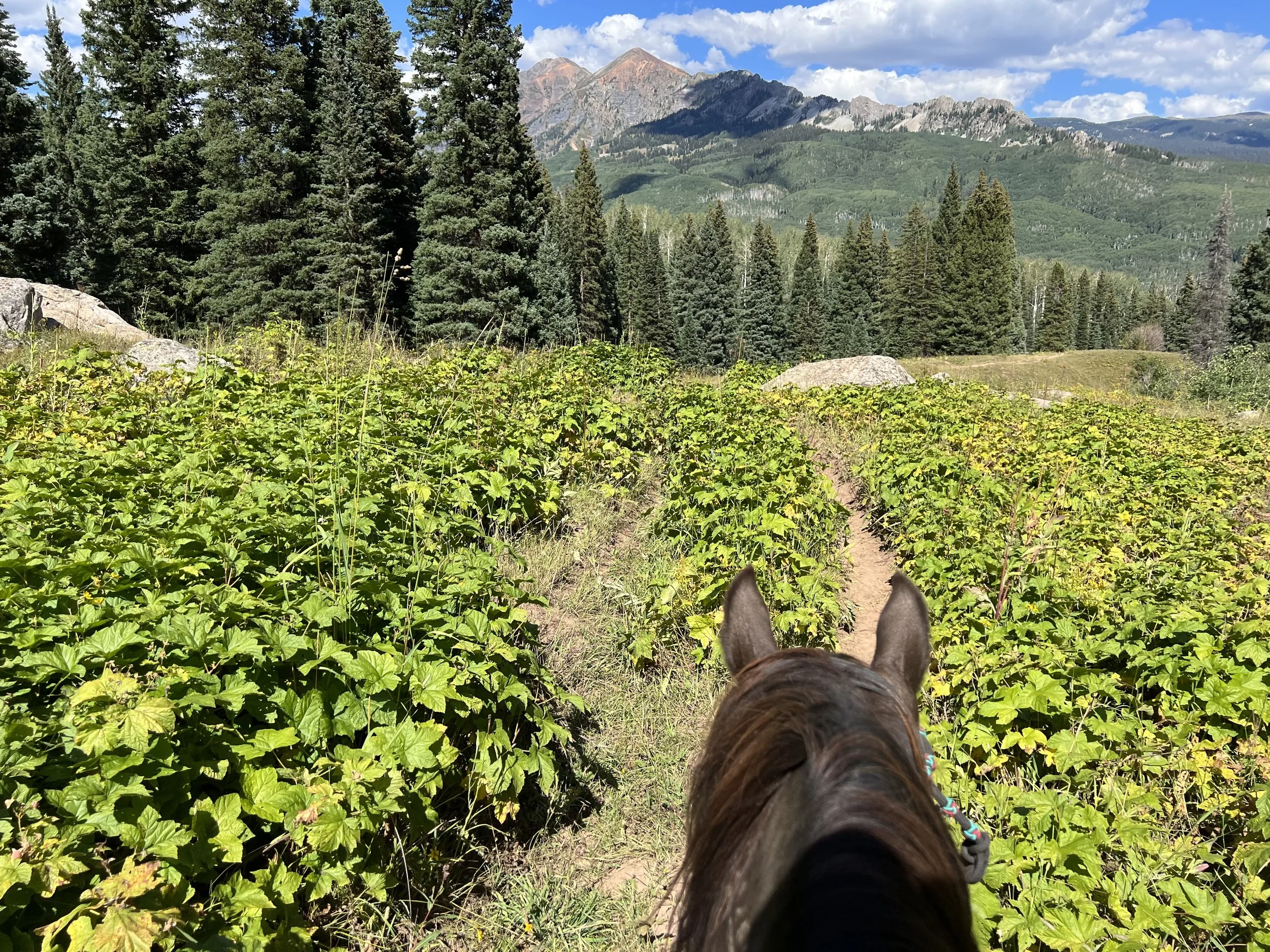 Mustang Phineas riding through wild raspberries in Colorado