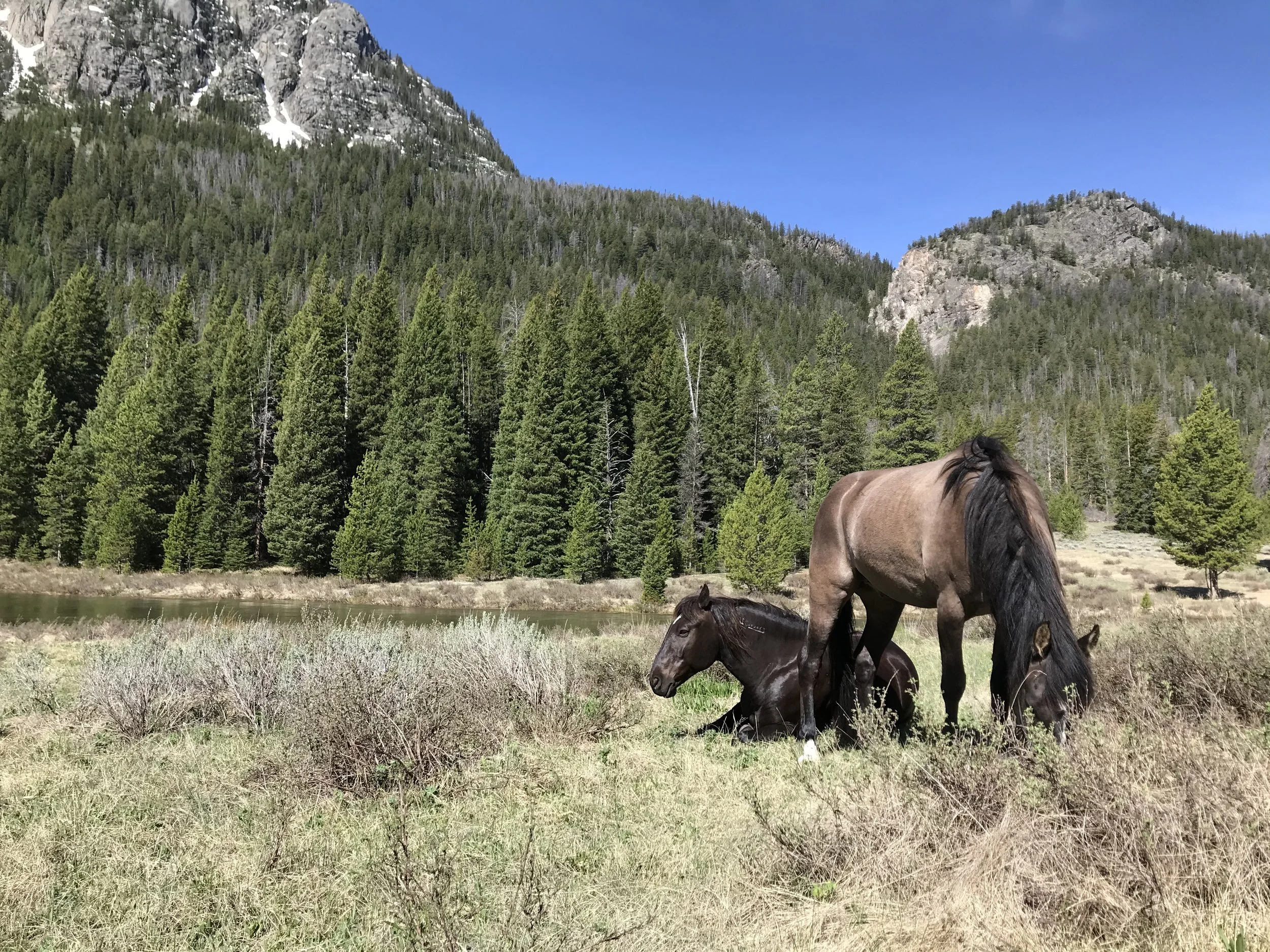 Mustangs Phin & Pistachio laying in a mountain pasture