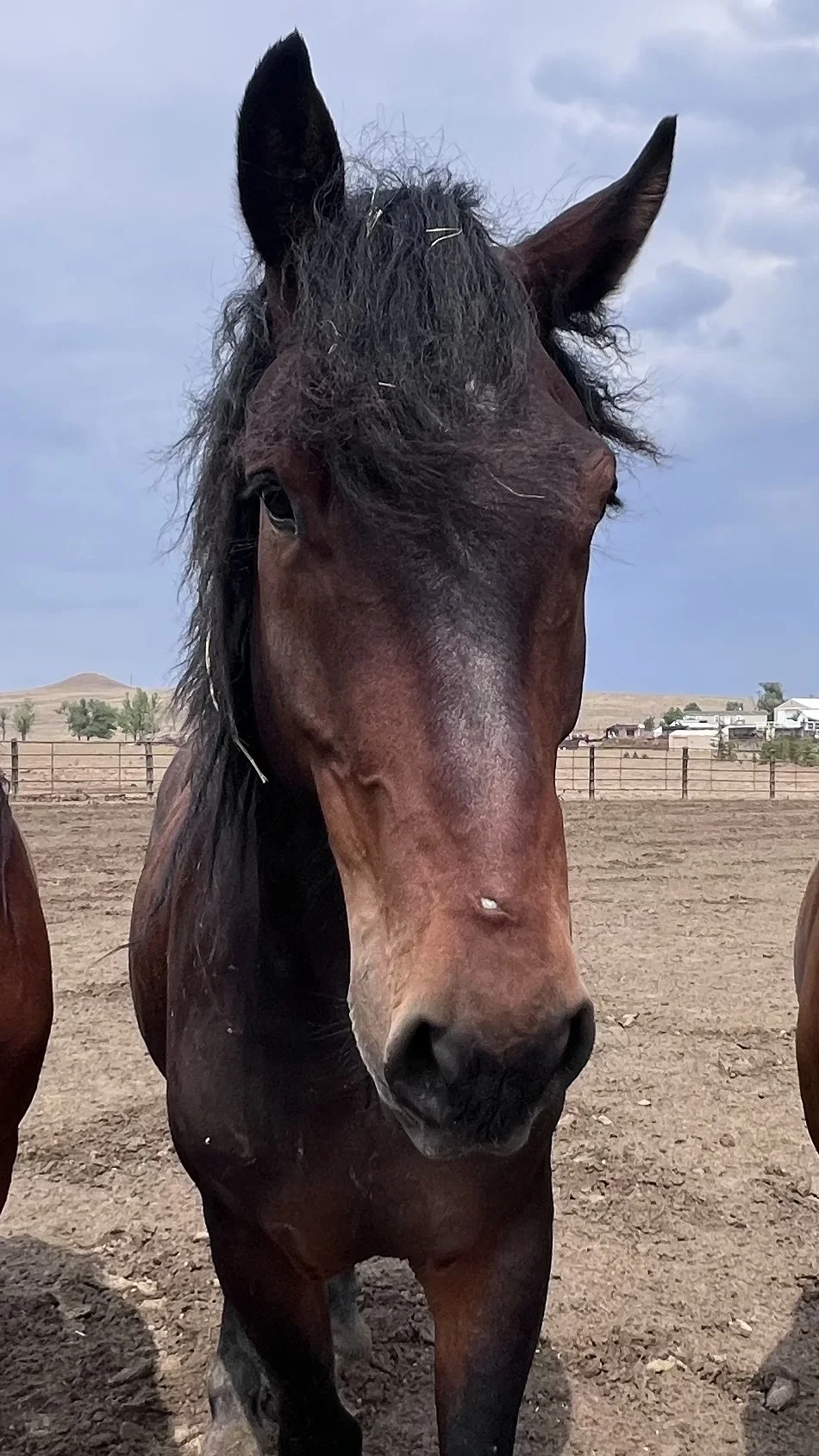 B.E.E.F. mustang from Little Colorado, WY HMA