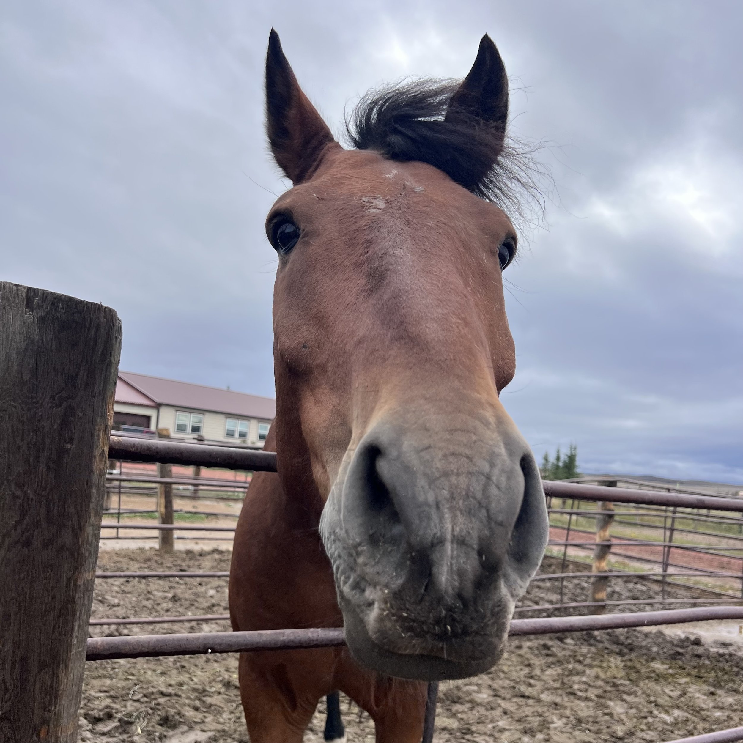 Clifford of Fifty Shades of Bay looking for treats and love.