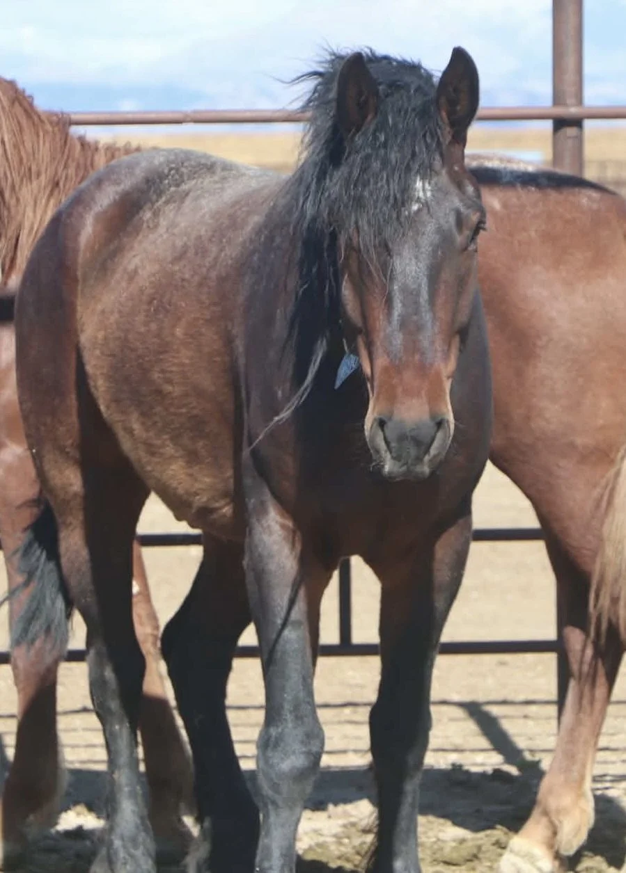 BEEF the day I adopted him from holding in the Wheatland Off-range corrals. Photo taken by Amber Lynne Espinosa