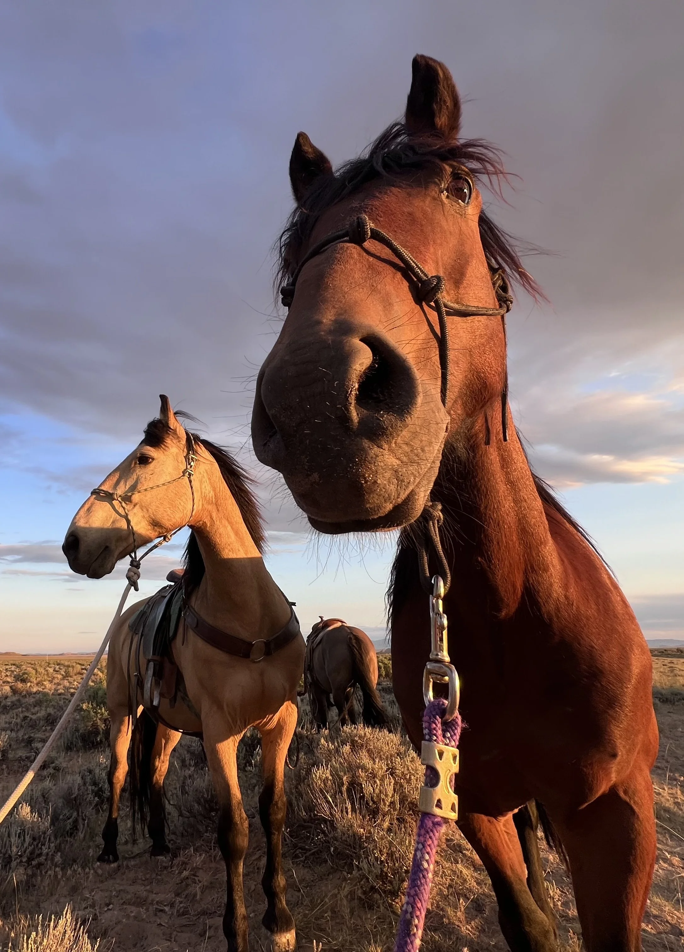 Mustang Uno and buckskin mustang Chileno
