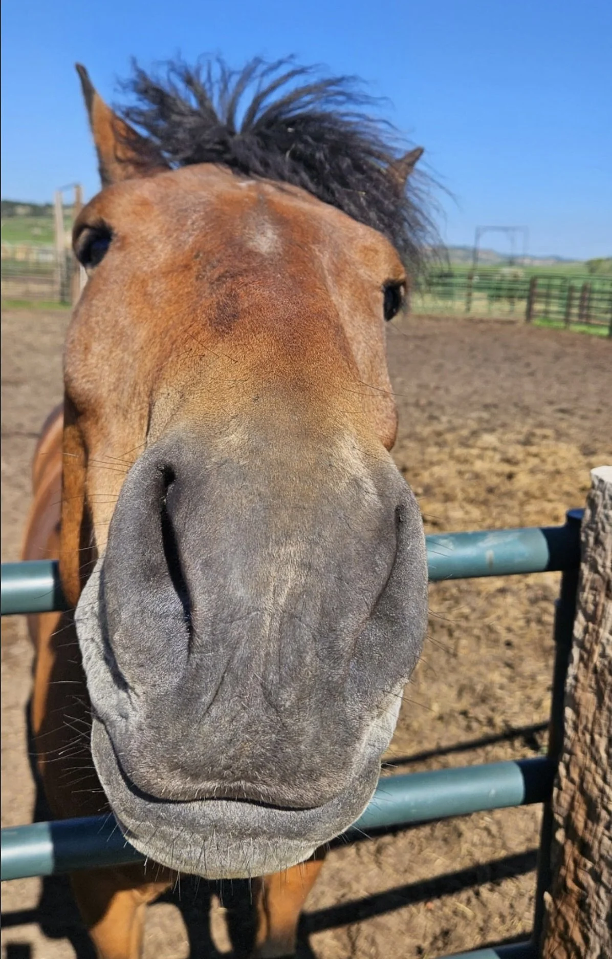 Clifford the big red bay with an in your face loving dog personality.