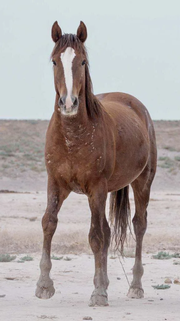 Mustang Kuzco from onaqui/ swaysey, UT HMA