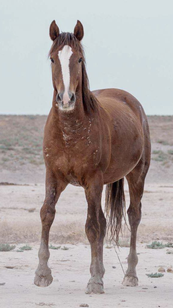 Image of Kuzco in the wild herd of Onaqui / Swasey Utah HMA