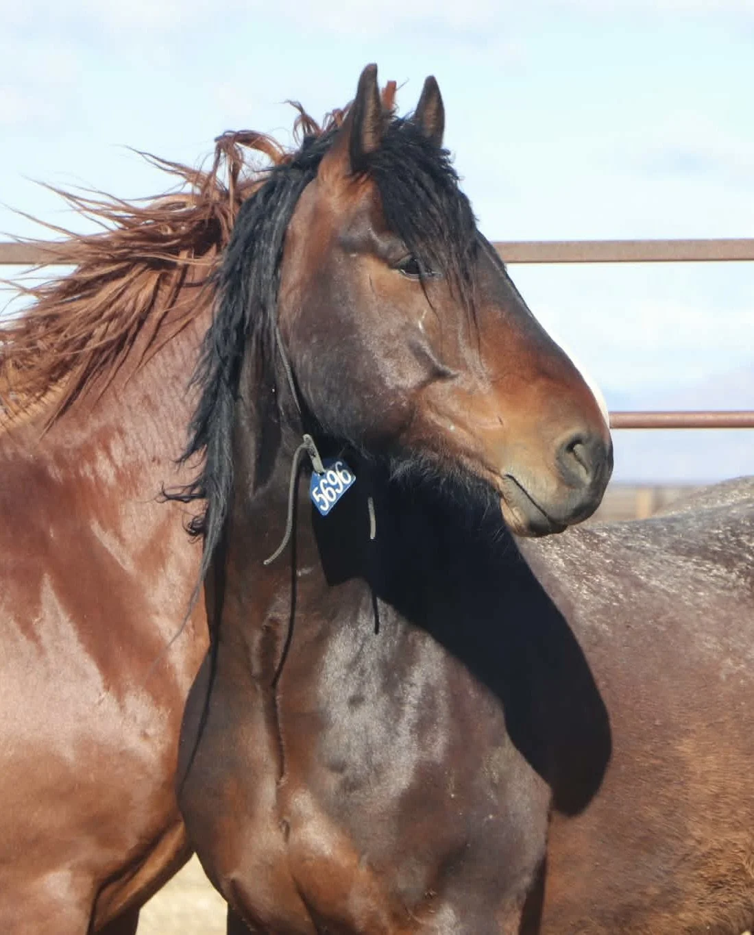Mustang B.E.E.F. in holding the day he was adopted. Photo taken by Amber Lynne Espinoza